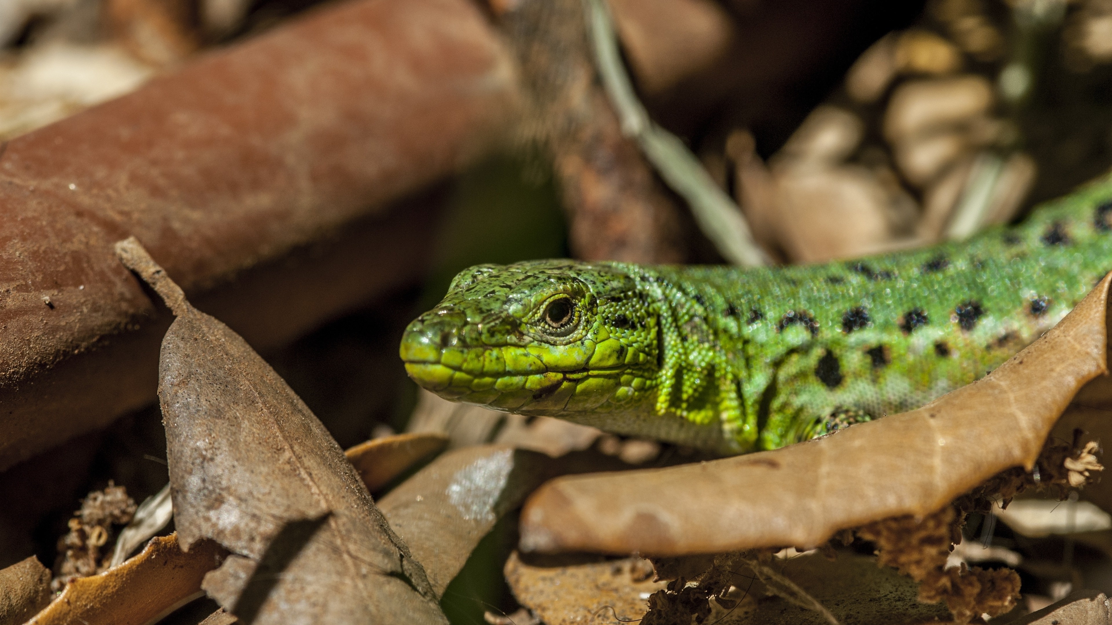 Green lizard, Reptile species, Leafy environment, Close-up perspective, 3840x2160 4K Desktop