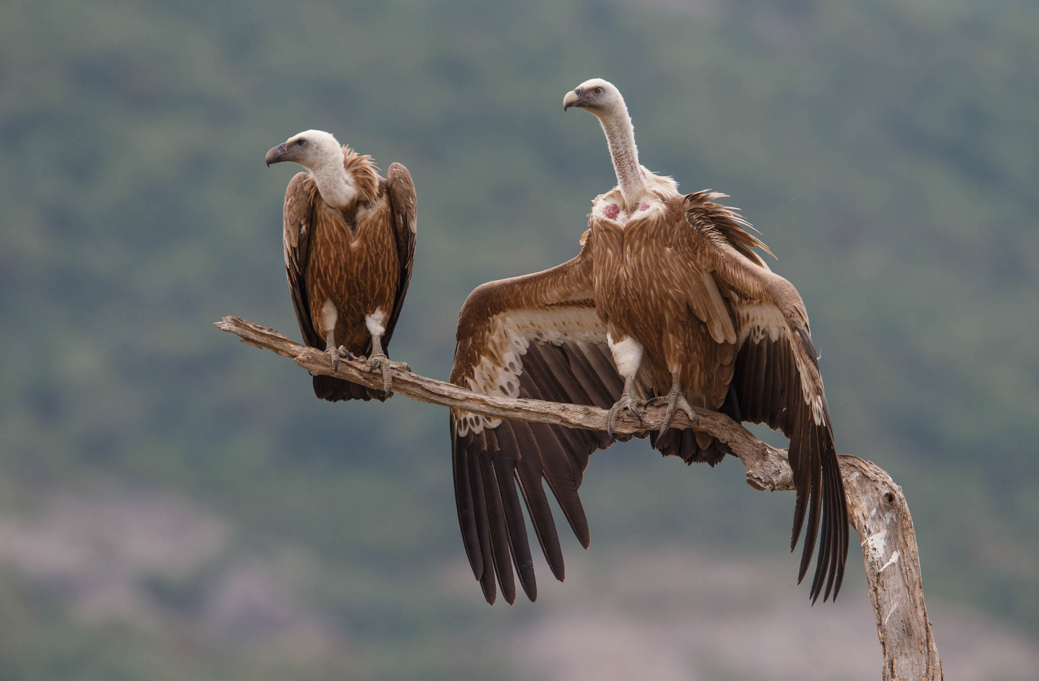 Griffon (Bird): Gyps fulvus, The griffon vulture, The Eurasian type of bird, A scavenger. 2050x1350 HD Background.