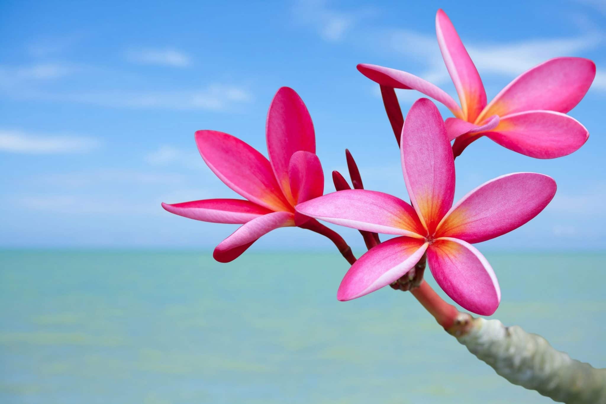 Exotic Hawaiian flowers, Imua restaurant, Colorful splendor, Authentic beauty, 2050x1370 HD Desktop
