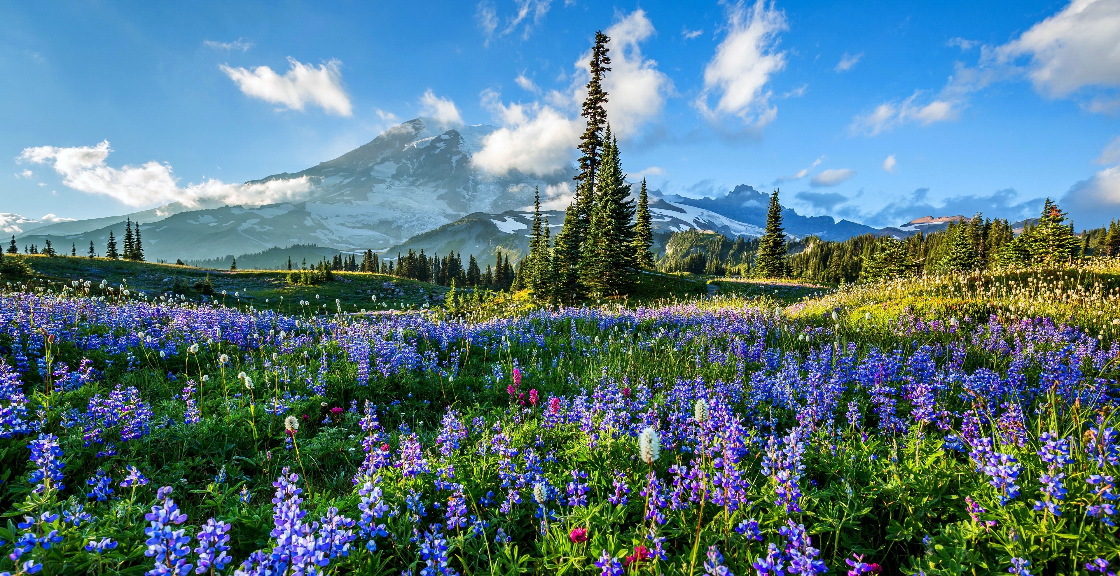 Mount Rainier flowers, Washington State travels, 3840x1980 HD Desktop