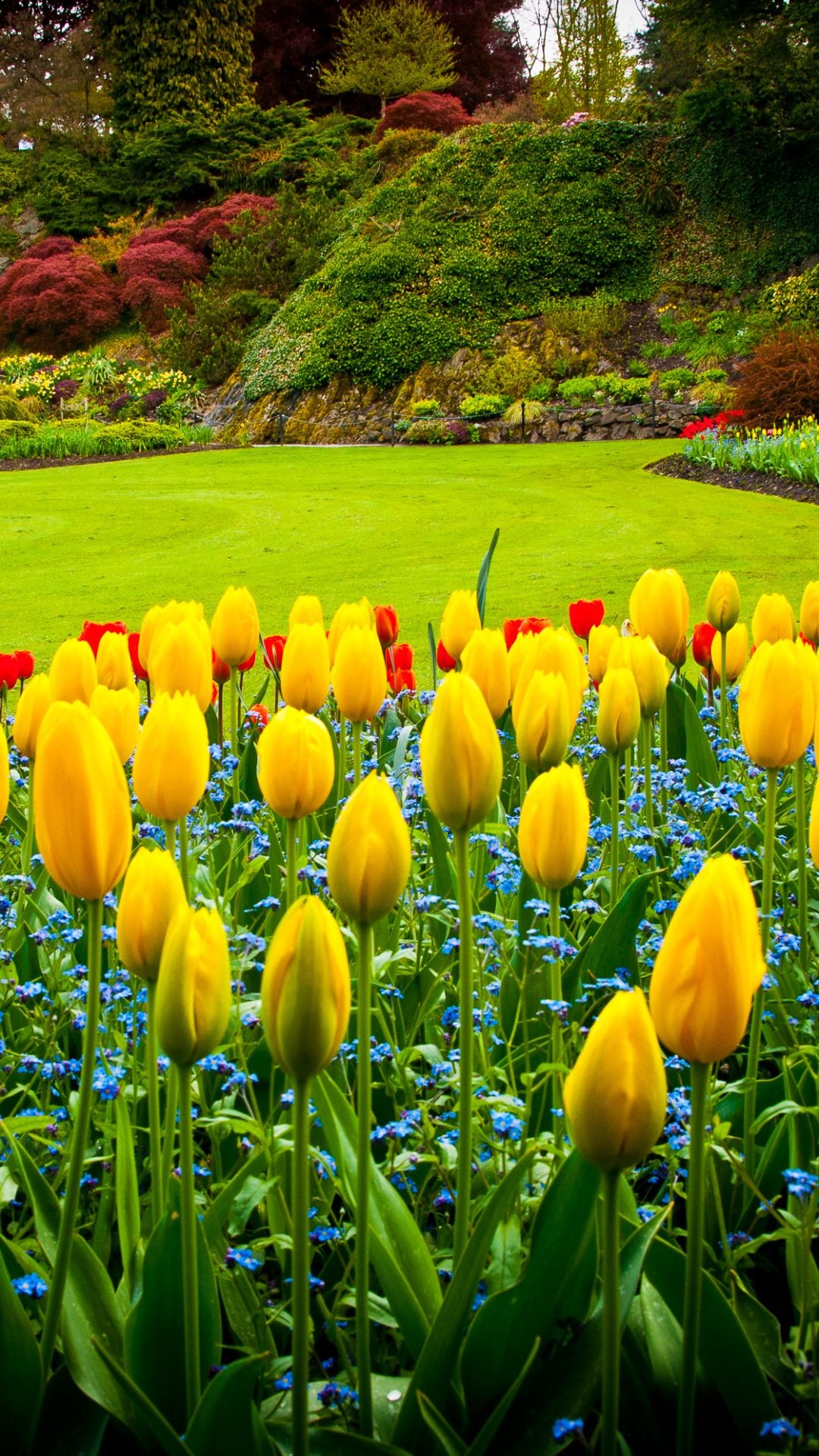Queen Elizabeth Park, Vancouver's gem, Tulip heaven, Man-made beauty, 1080x1920 Full HD Handy