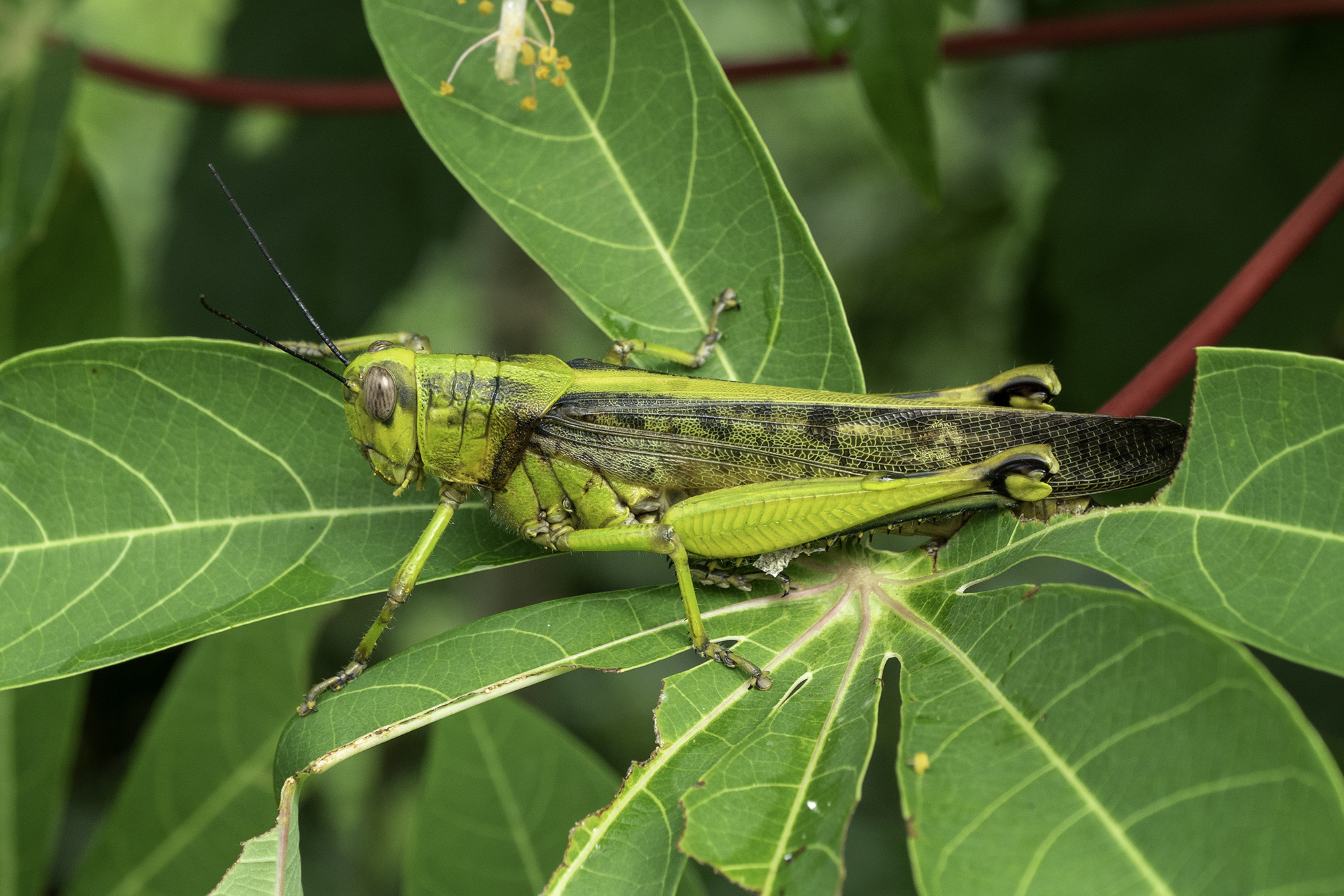 Javanese grasshopper, Valanga nigricornis, Inaturalist, Wildlife, 2020x1350 HD Desktop