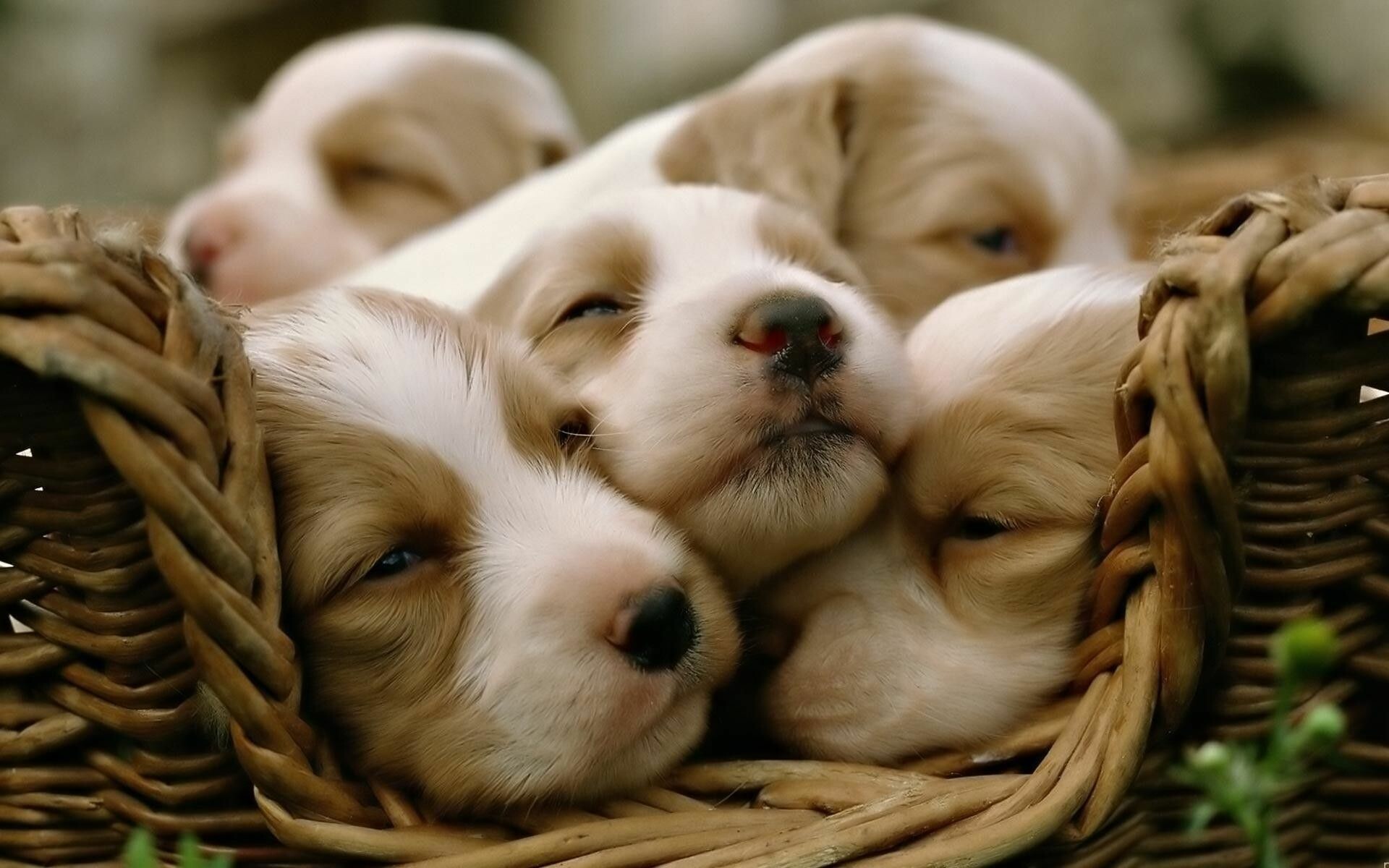 Puppy: Most popular domestic animals in the world, Baby dogs. 1920x1200 HD Background.