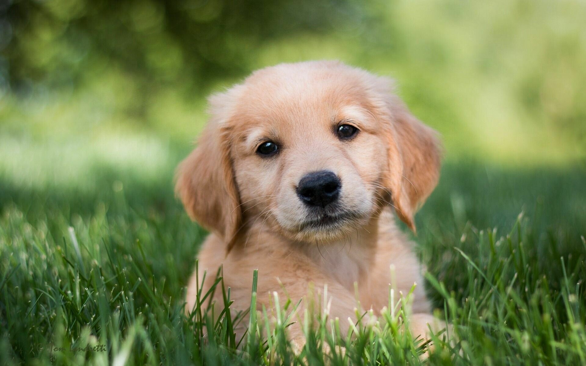 Golden Retriever: The breed is among the most obedient, consistently winning in standardized obedience, agility, and field trials. 1920x1200 HD Background.