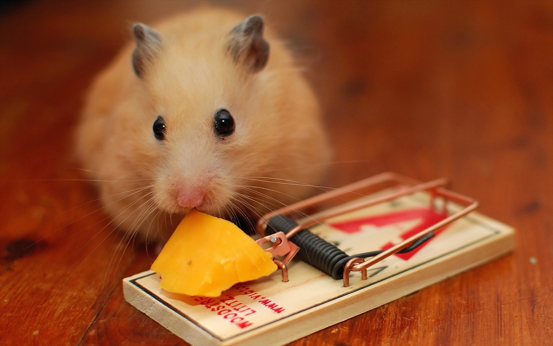 HD hamster wallpapers, Hamster cuteness overload, Adorable and furry, Fuzzy little friends, 1920x1200 HD Desktop
