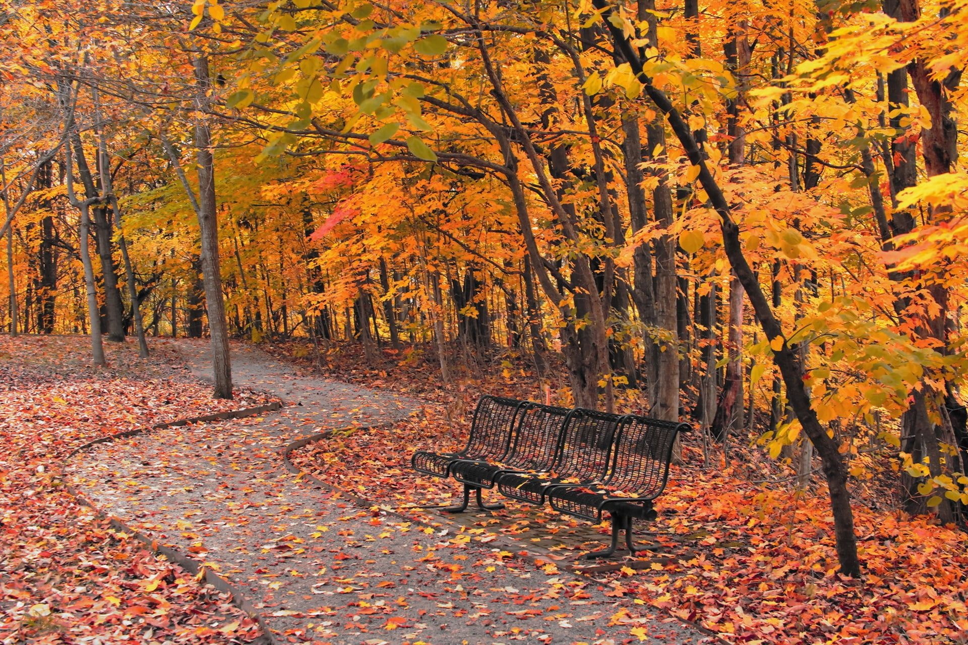 Maple trees autumn, City park bench, 1080p wallpaper, Landscape, 1920x1280 HD Desktop