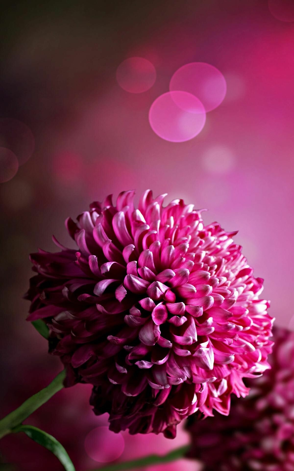 Chrysanthemum: There are hundreds of varieties available in a range of shapes and sizes that can provide blooms from late summer through fall, Flowering plant. 1200x1920 HD Wallpaper.