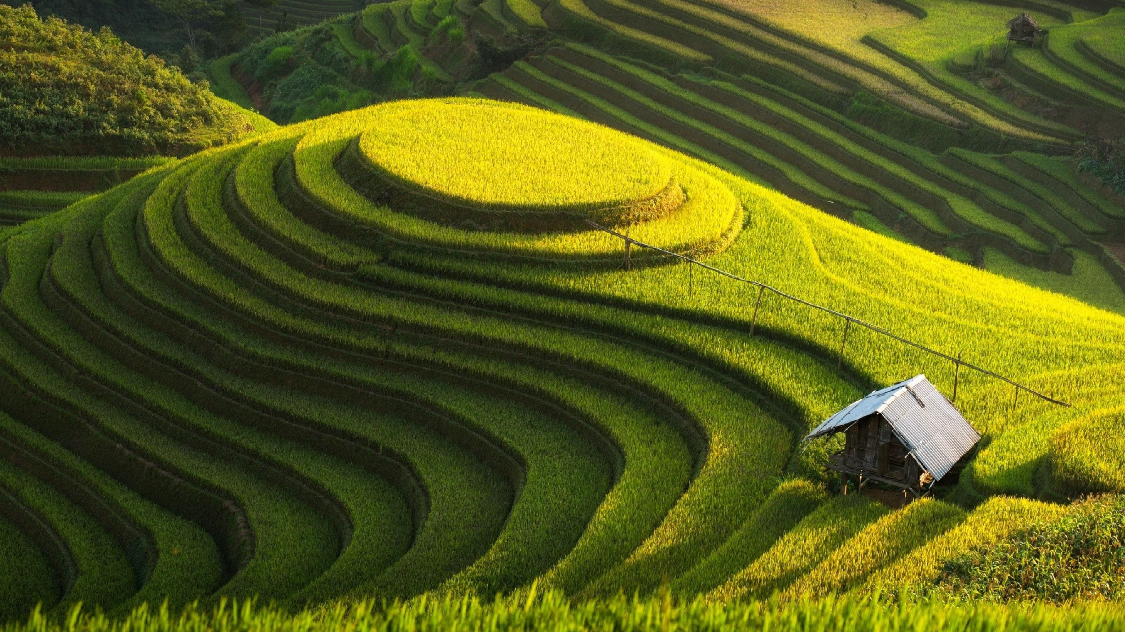 Farm: Vietnam rice fields, Terraced mu cang chai, Landscape. 3840x2160 4K Wallpaper.