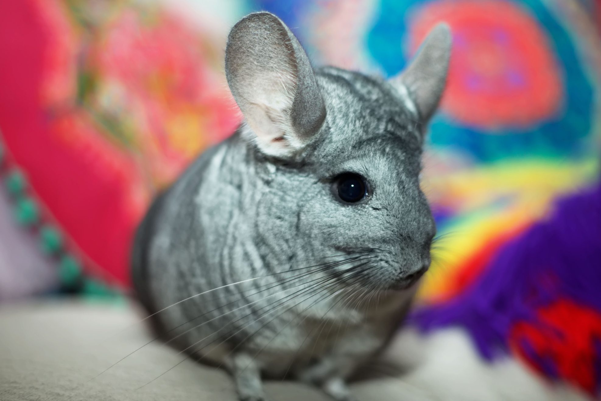Chinchilla pictures, Cute and fluffy, Playful rodent, Pet lovers, 1980x1320 HD Desktop