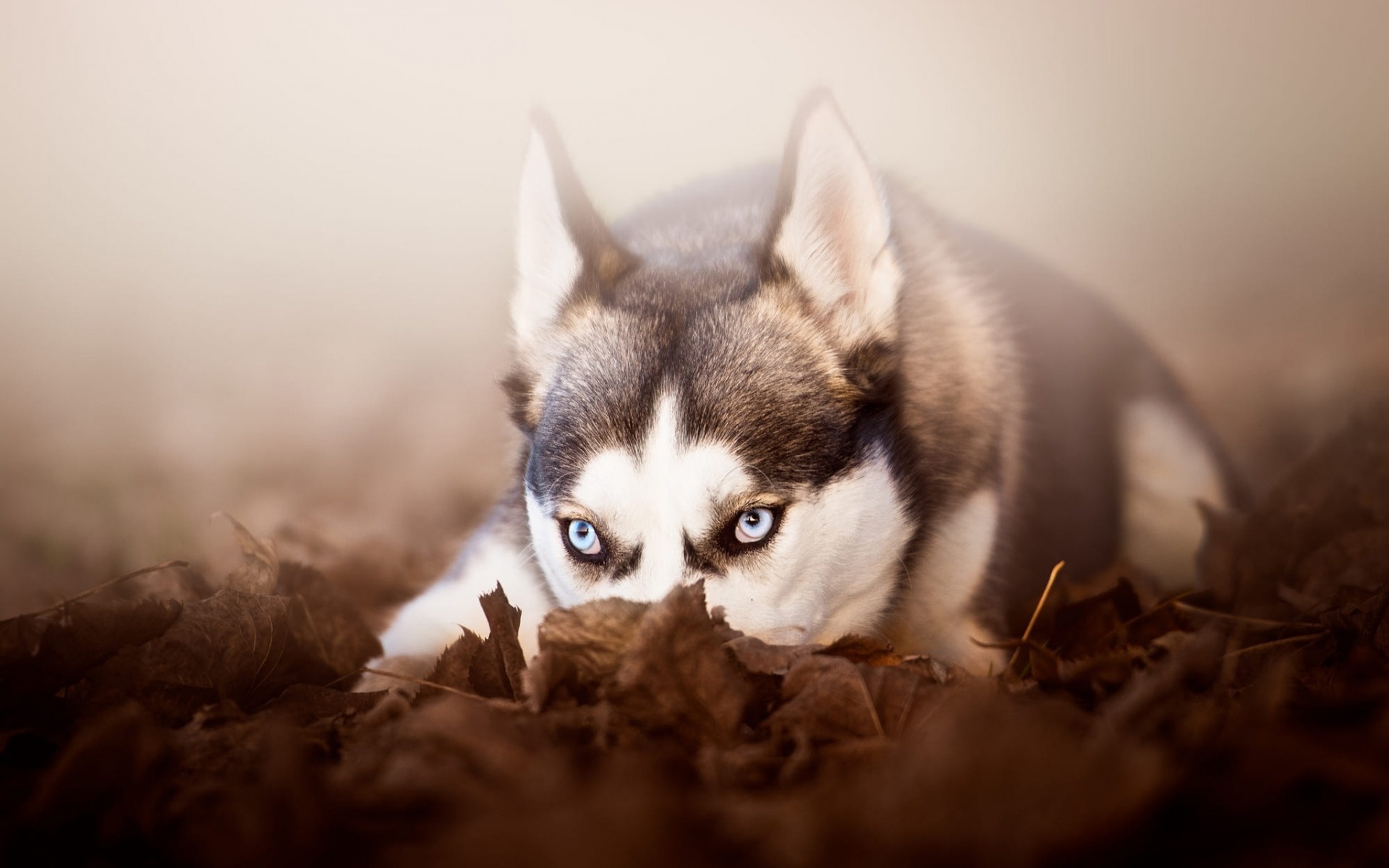 Husky puppies, Autumn puppy, Cute animals, High-quality wallpapers, 1920x1200 HD Desktop