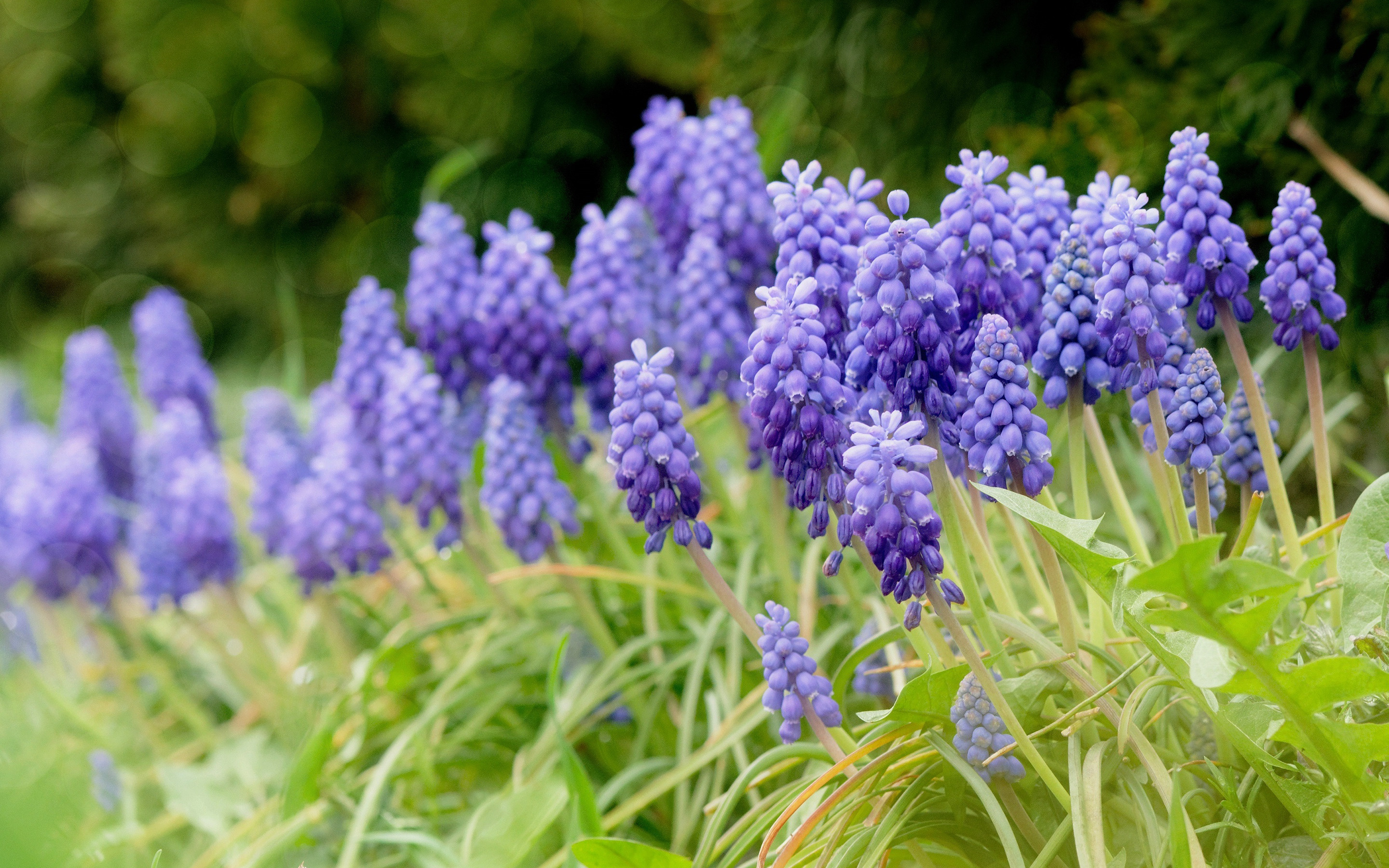 Muscari purple wildflowers, HD wallpapers, Spring beauty, Wildflower wonders, 2880x1800 HD Desktop