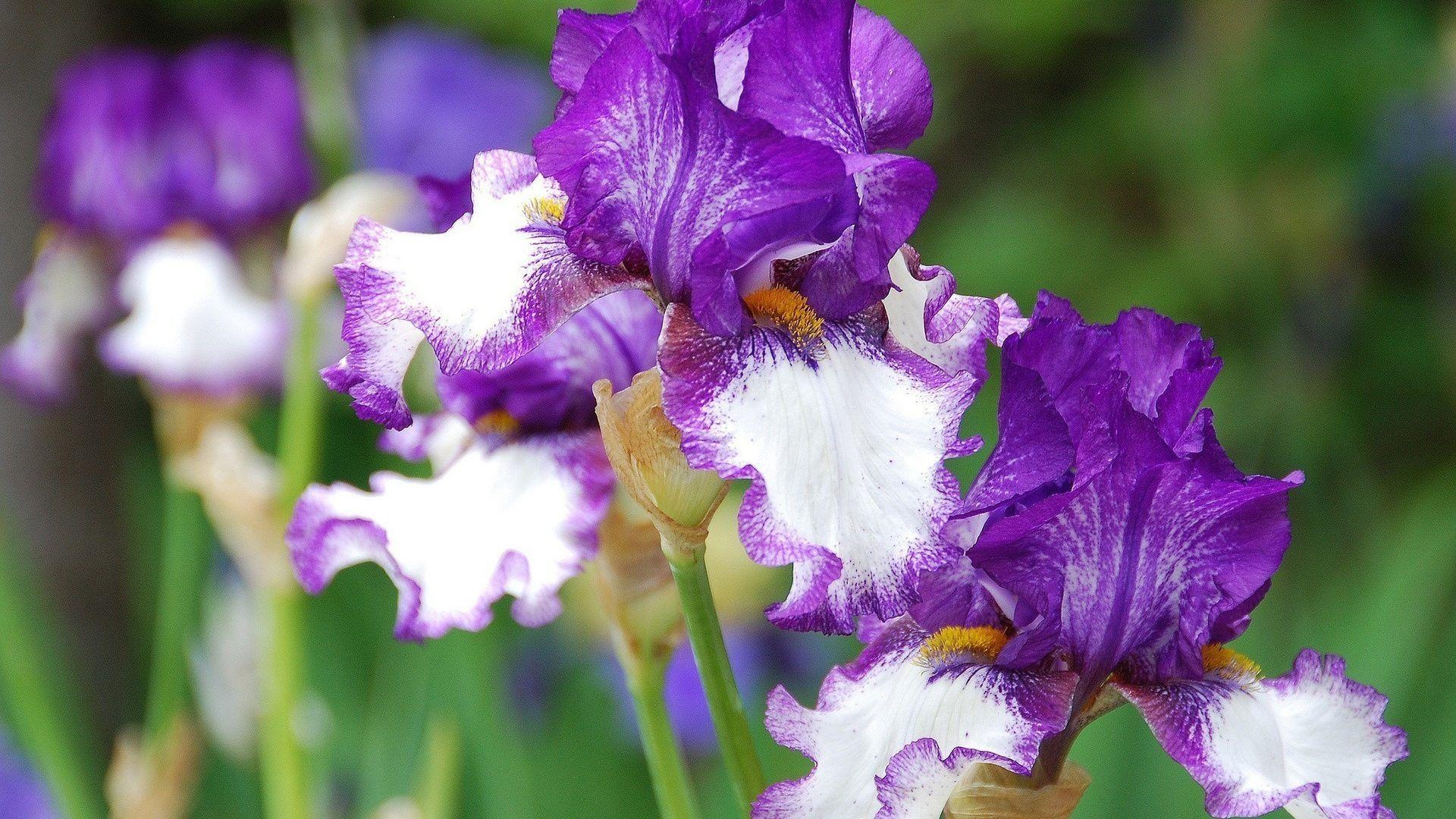 Beautiful Iris Flower Wallpapers 1920x1080