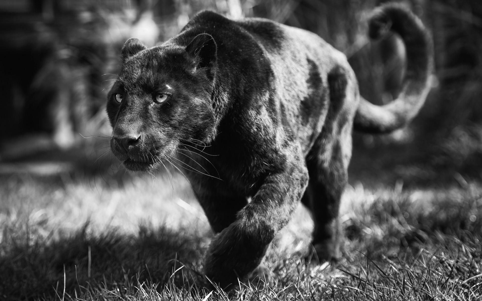 Black Panther (Animal): A member of the big cat family, natives of Asia, Africa, and America. 1920x1200 HD Background.