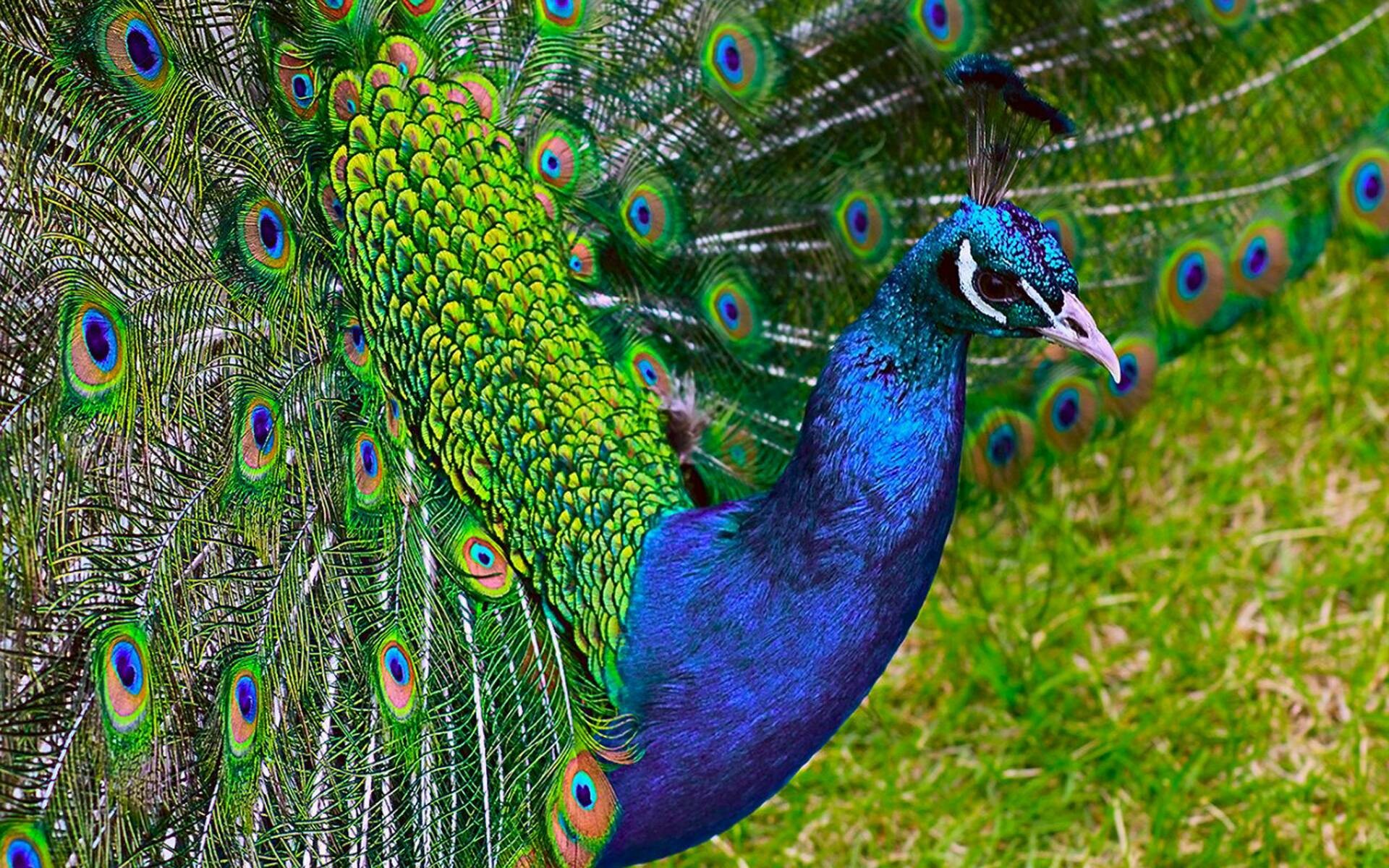 Peacock: The stiff feathers are raised into a fan and quivered in a display during courtship. 1920x1200 HD Background.