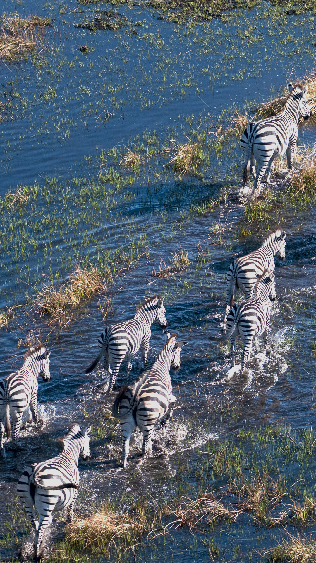 Plains zebras, Flood plain, Okavango Delta, Botswana wildlife, 1080x1920 Full HD Phone