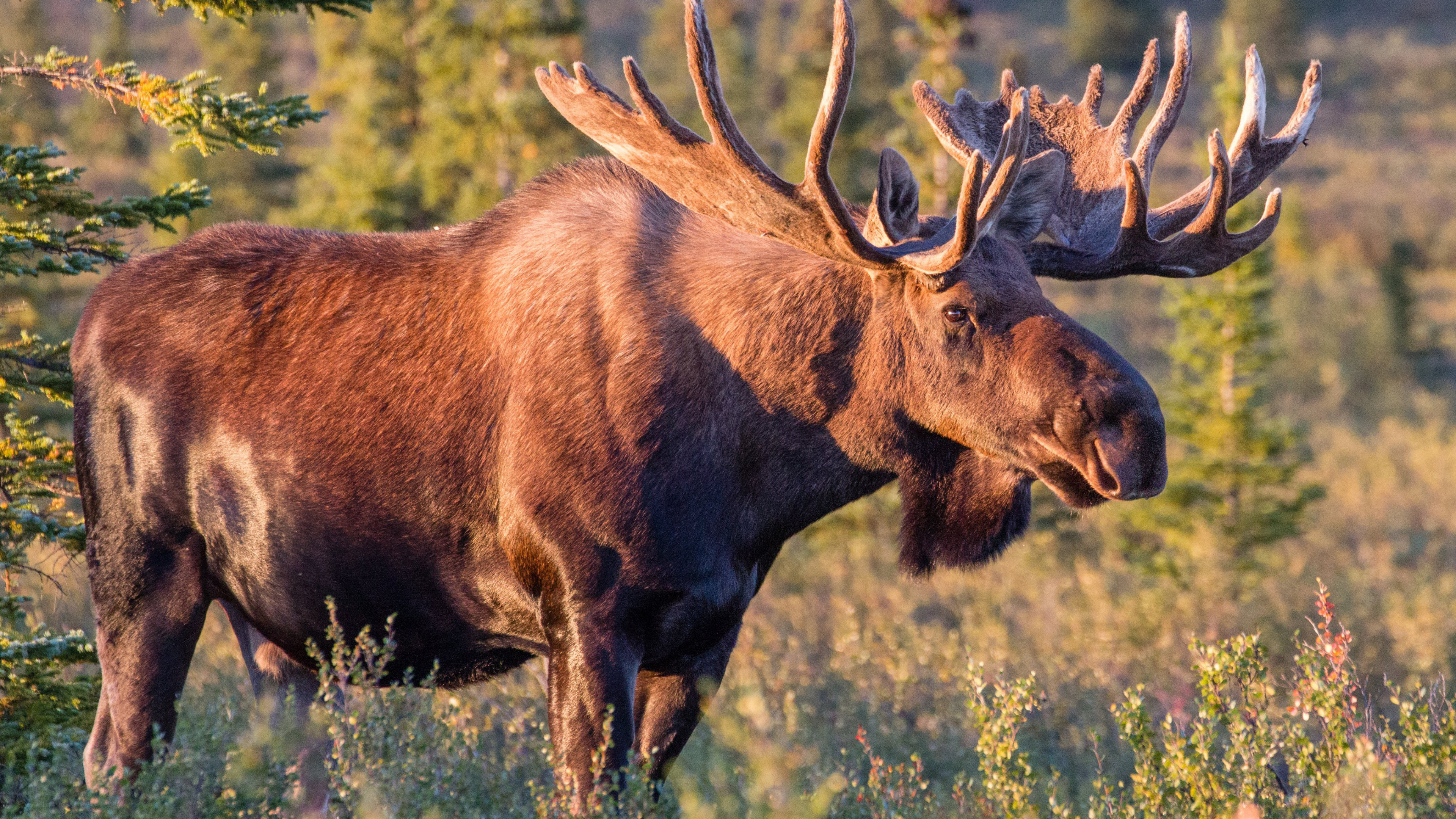 Majestic moose, High-definition beauty, Striking visuals, Wallpaper perfection, 3840x2160 4K Desktop