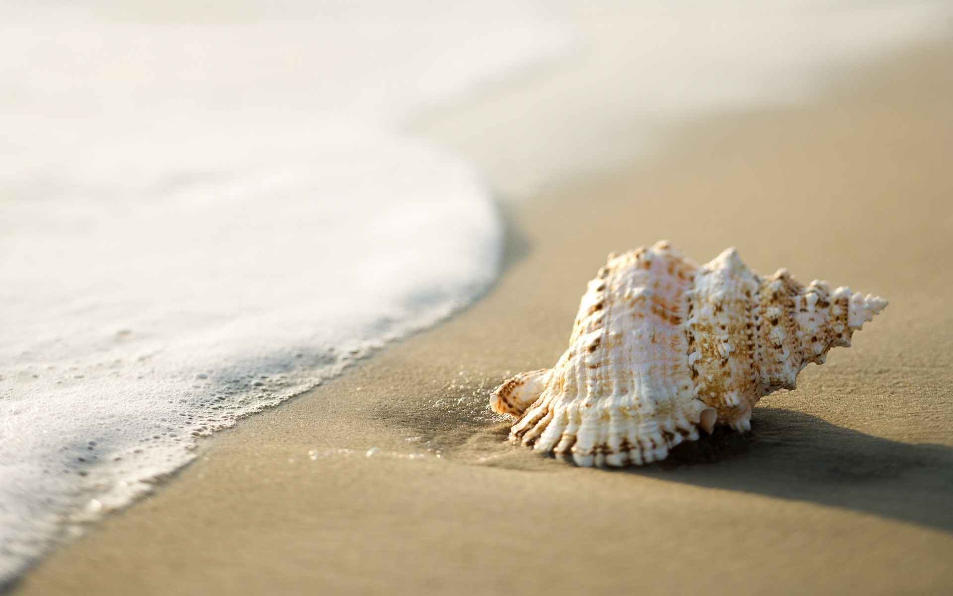 Sea Shell: Beach, A portable home for a wide variety of animals. 1920x1200 HD Wallpaper.