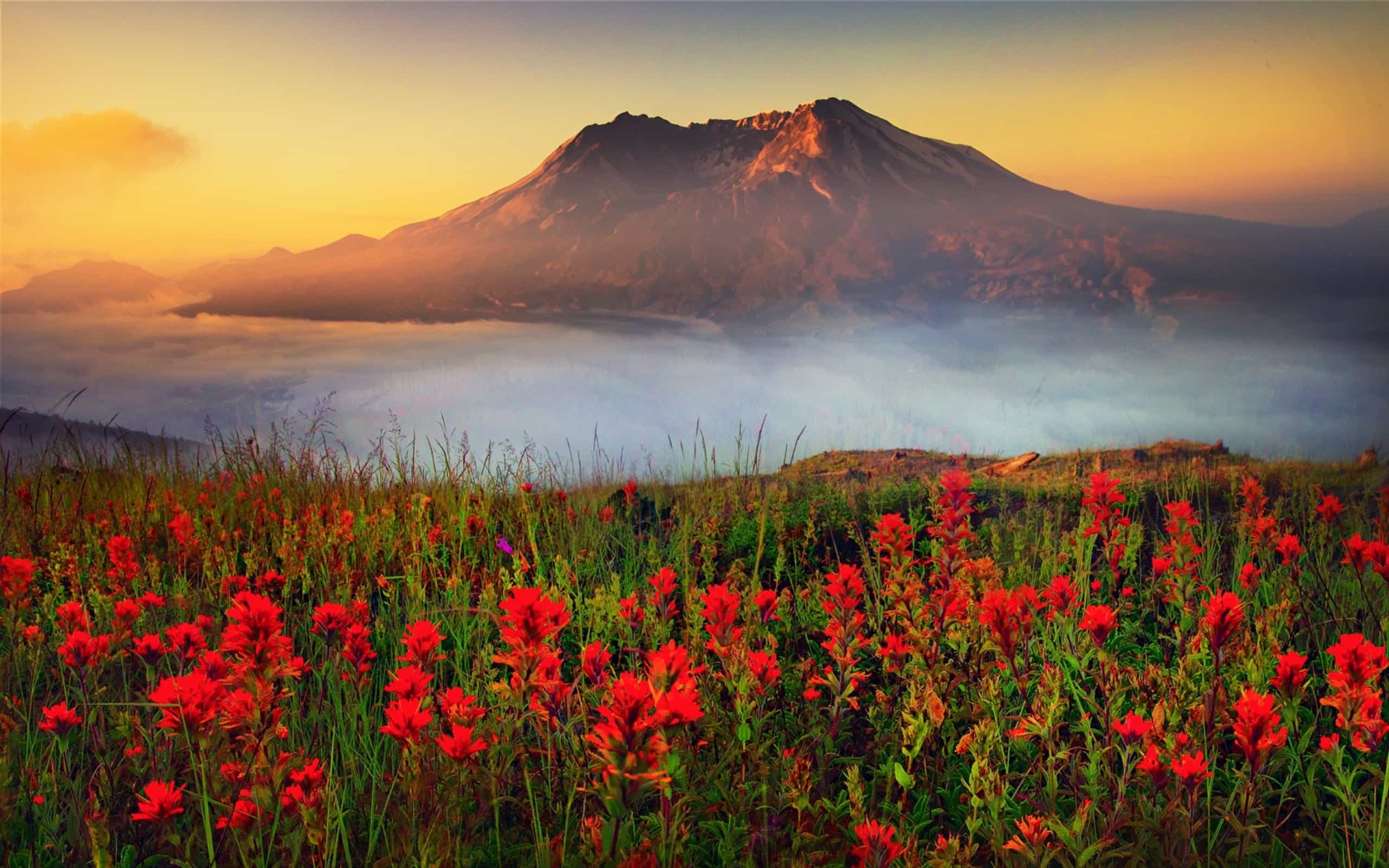Mount St. Helens, Powerful eruption, Iconic landmark, Stunning scenery, 2560x1600 HD Desktop