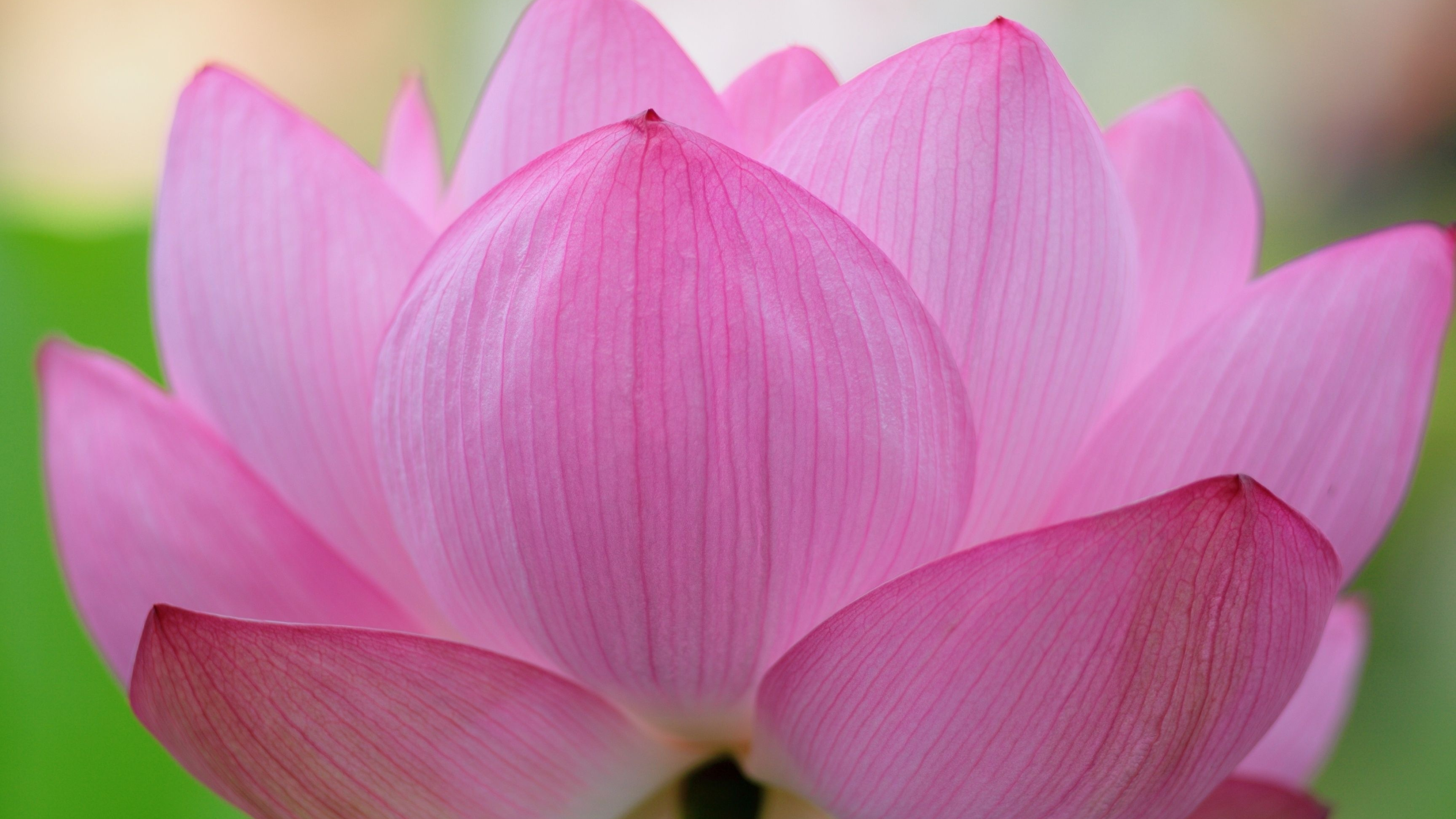 Lotus flower HD, 3840x2160 4K Desktop