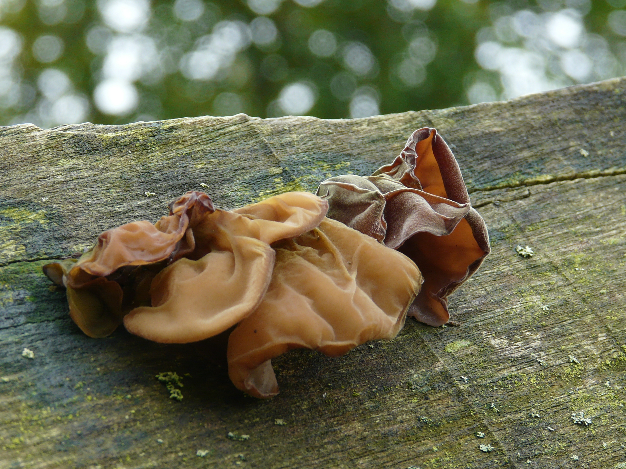 Jelly ear mushrooms, National Botanic Garden of Wales, Food, 2560x1920 HD Desktop