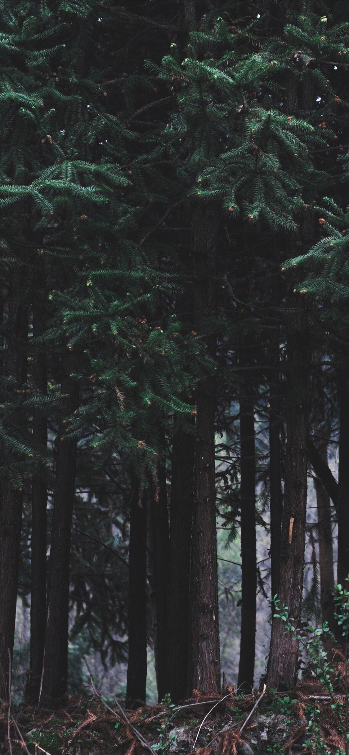 Cedar Tree, Black forest iPhone wallpapers, Dark beauty, Captivating scenes, 1130x2440 HD Phone