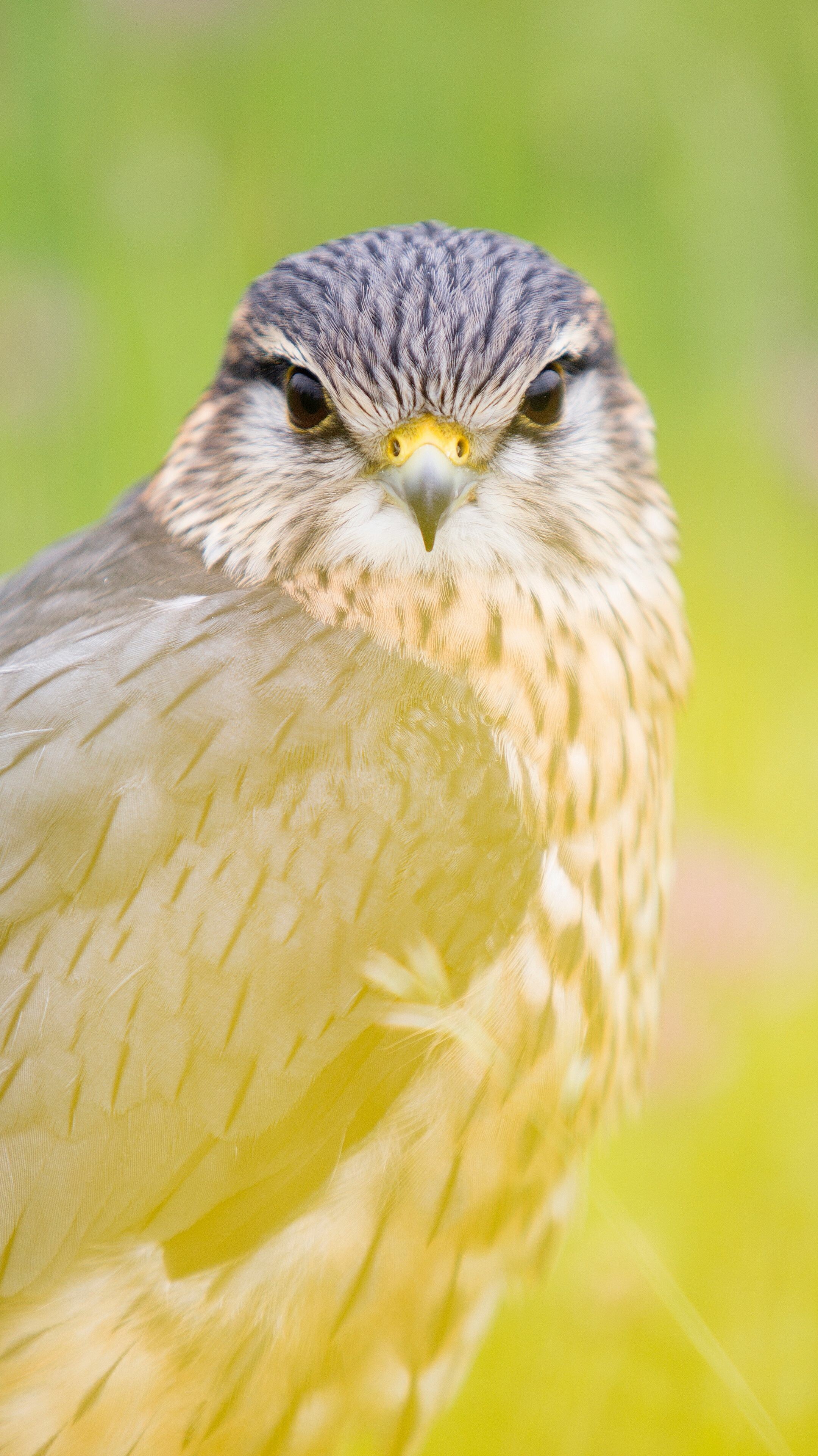 Bird: The red-tailed hawk, Predator of small mammals such as rodents. 2160x3840 4K Wallpaper.