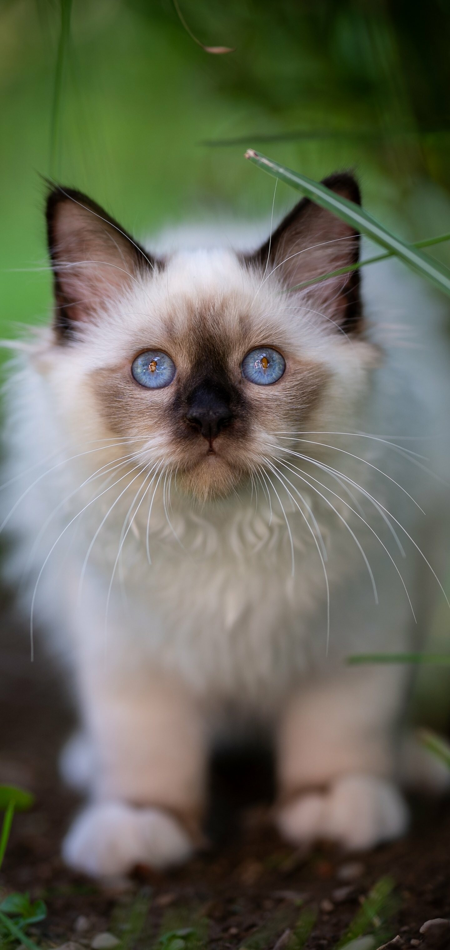 Ragdoll: Often known as "dog-like cats" or "puppy-like cats", due to their tendency to follow people around, their receptiveness to handling, and their relative lack of aggression toward other pets. 1440x3040 HD Wallpaper.