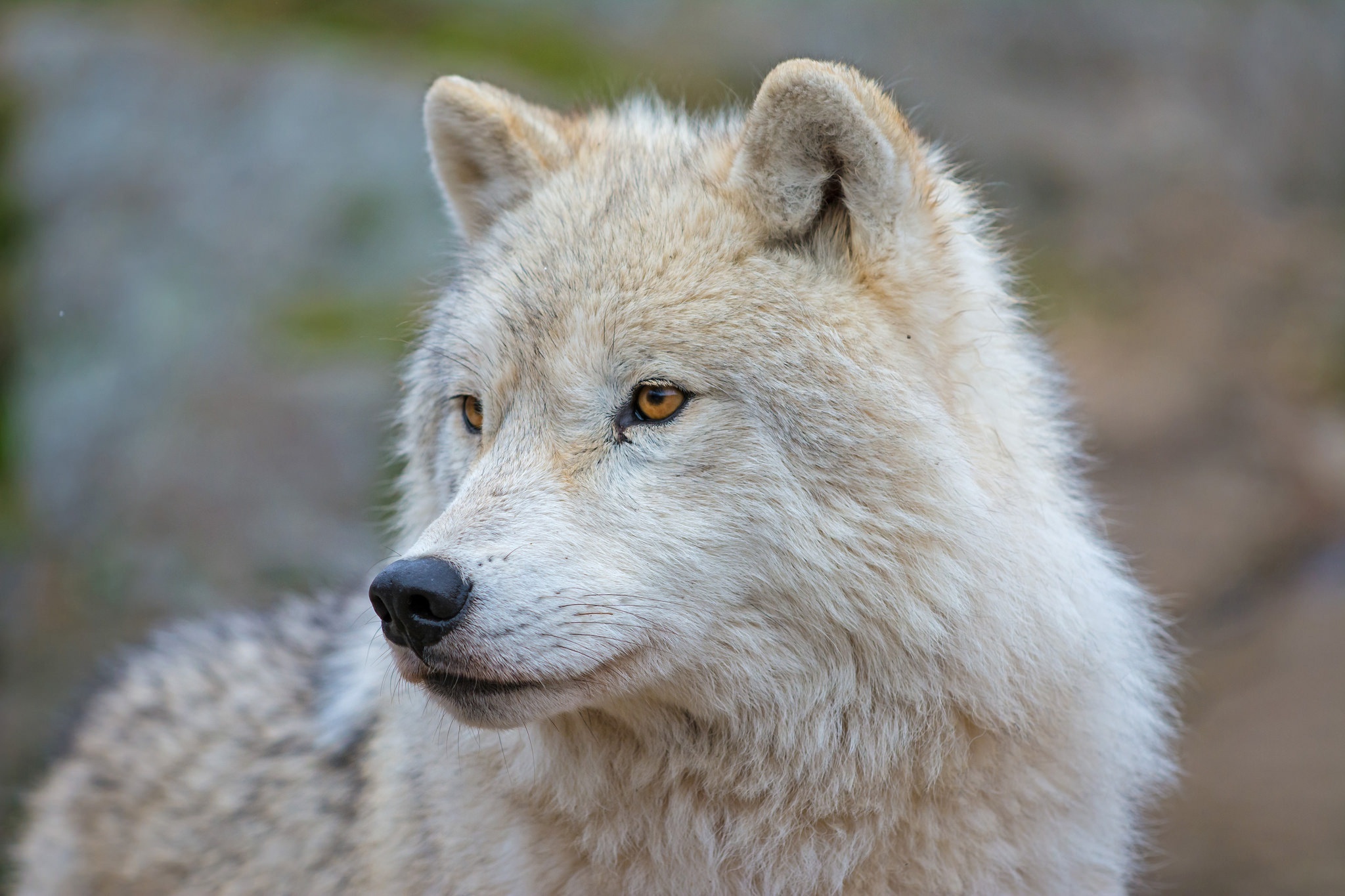 Mysterious arctic wolf, Snowy landscape, Haunting beauty, Wildlife wonder, 2050x1370 HD Desktop