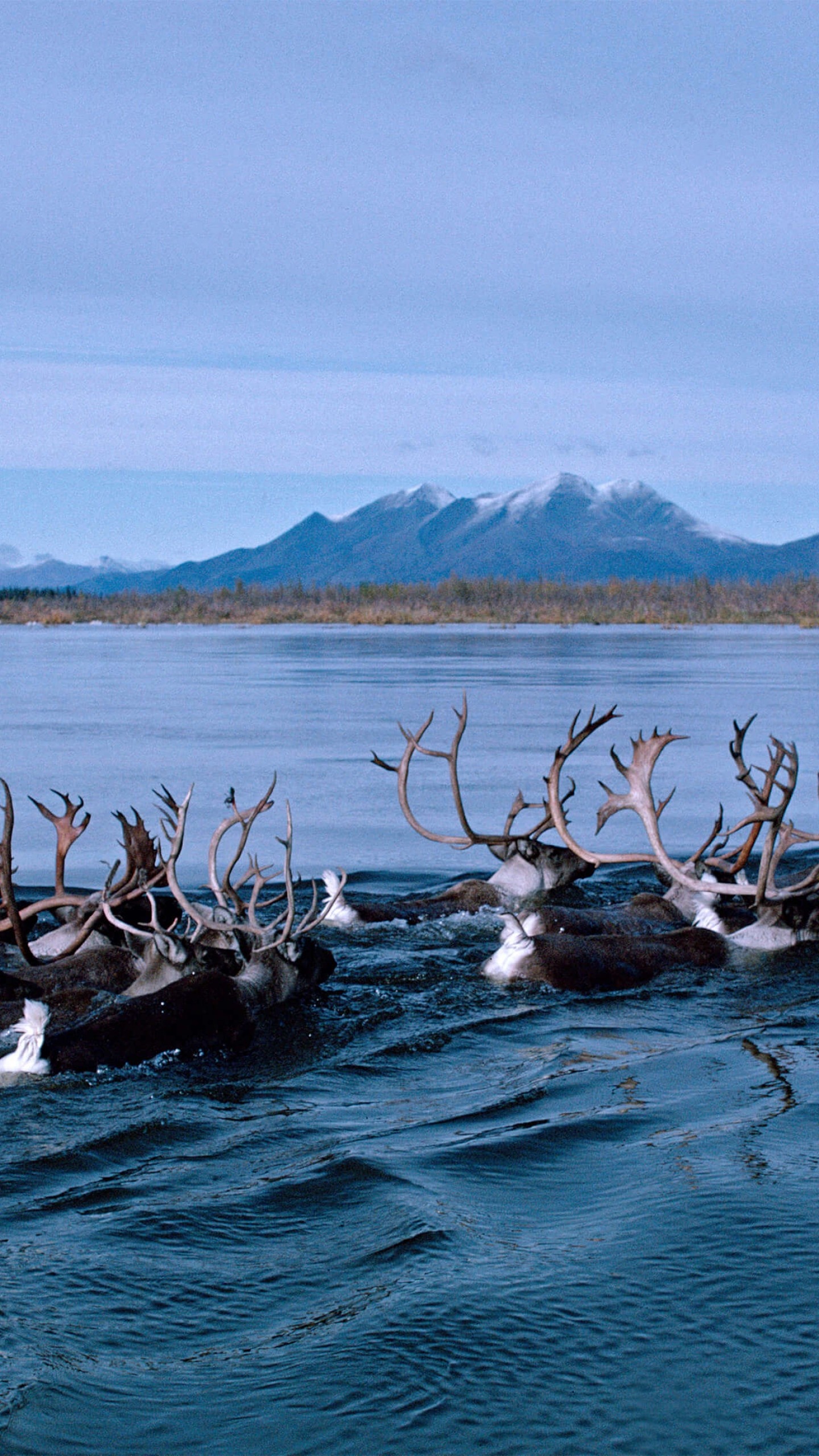 Alaska travels, Deer in Alaska, Kobuk River, Captivating photo, 1440x2560 HD Phone