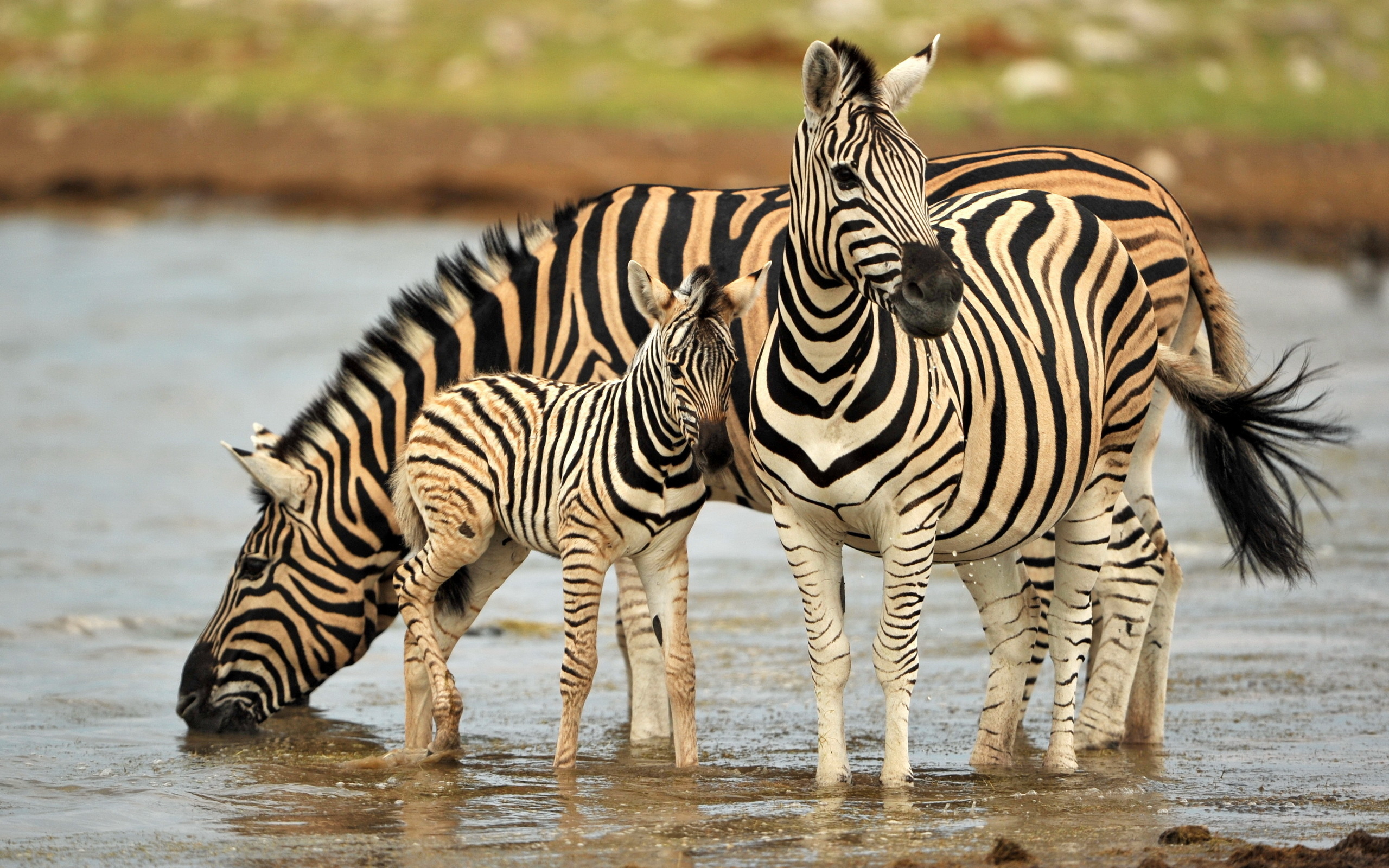 Elegant stripes, African wildlife, Zebra herd, Beautiful wildlife, 2560x1600 HD Desktop