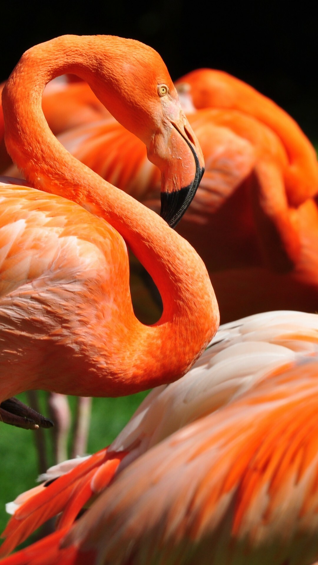 Flamingo: Phoenicopterus, One of the most recognized birds on the planet. 1080x1920 Full HD Background.