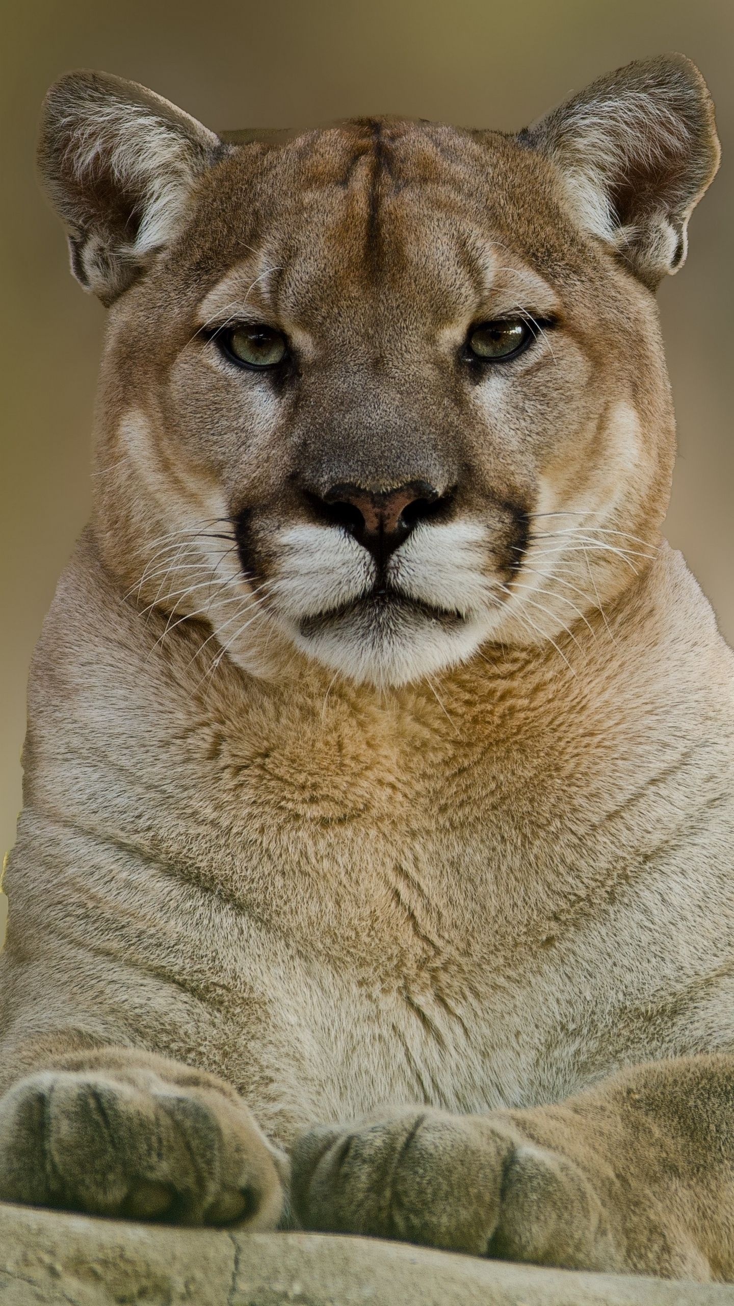 Mountain lion, Majestic creature, Breathtaking wallpapers, Untouched wilderness, 1440x2560 HD Phone