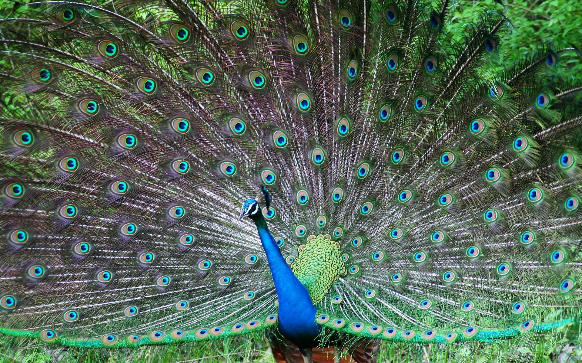 Peacock: A peafowl species native to the Indian subcontinent. 1920x1200 HD Wallpaper.