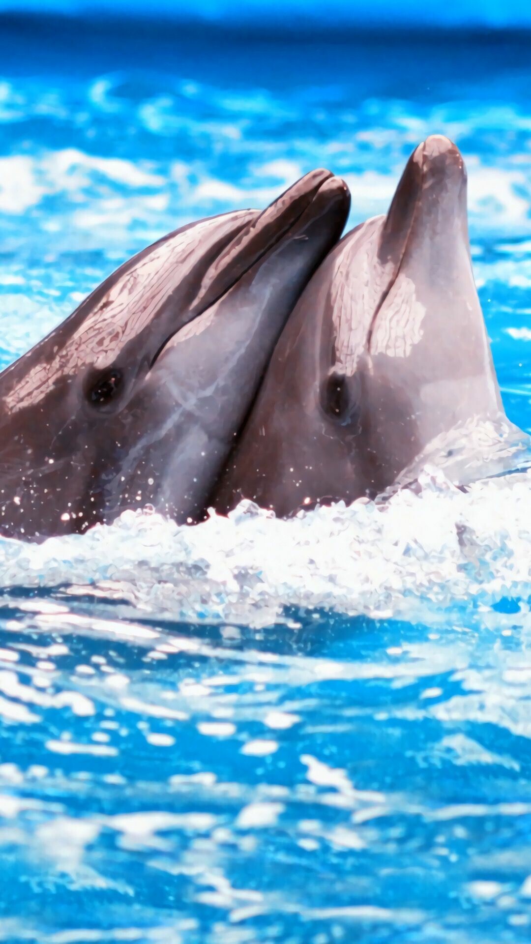 Dolphin: Famed for its intelligence and occasional willingness to approach humans, Bottlenose. 1080x1920 Full HD Background.