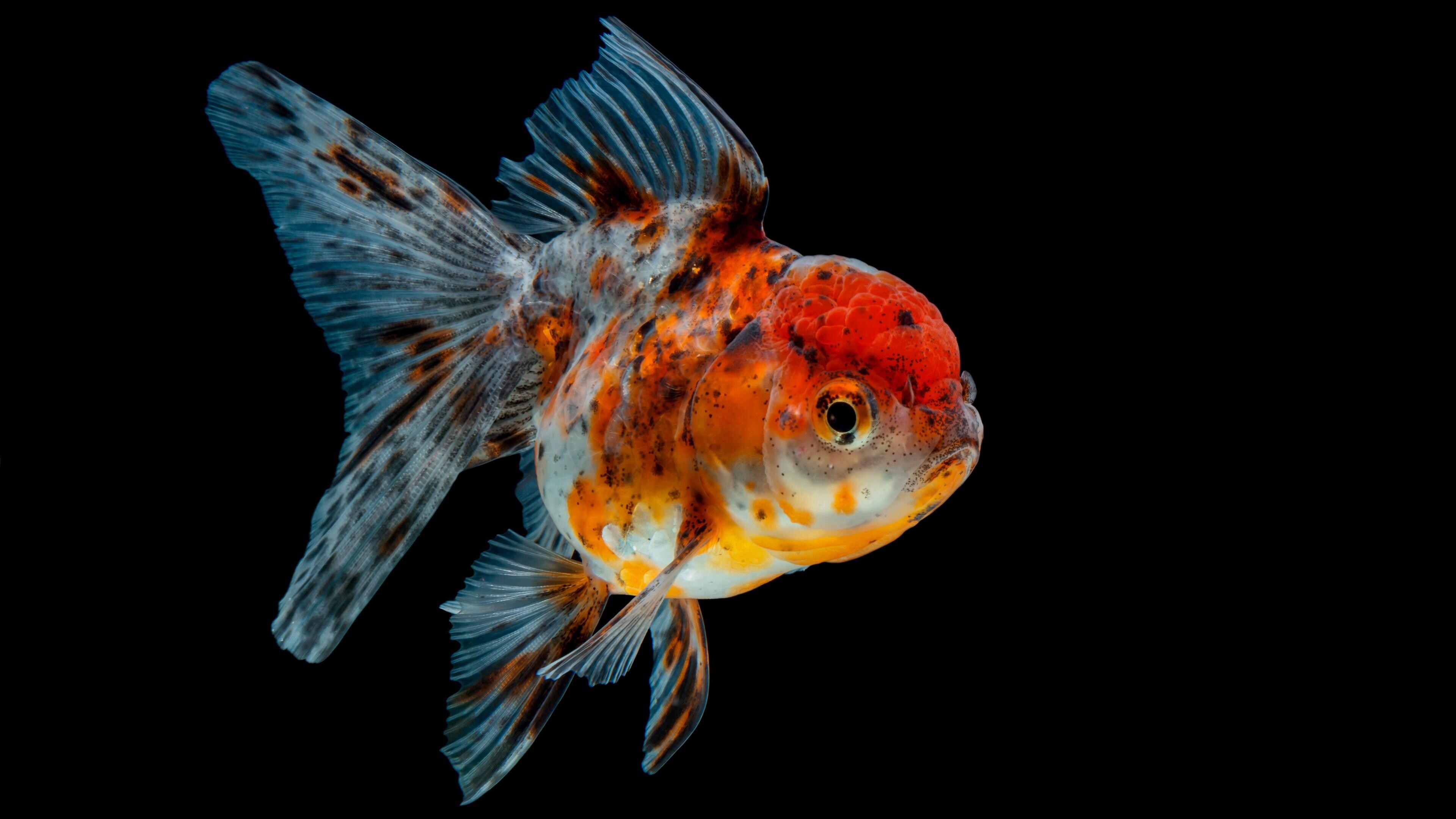 Gold Fish: Carassius auratus, A freshwater fish, A pet in indoor aquariums, A small member of the carp family. 3840x2160 4K Wallpaper.