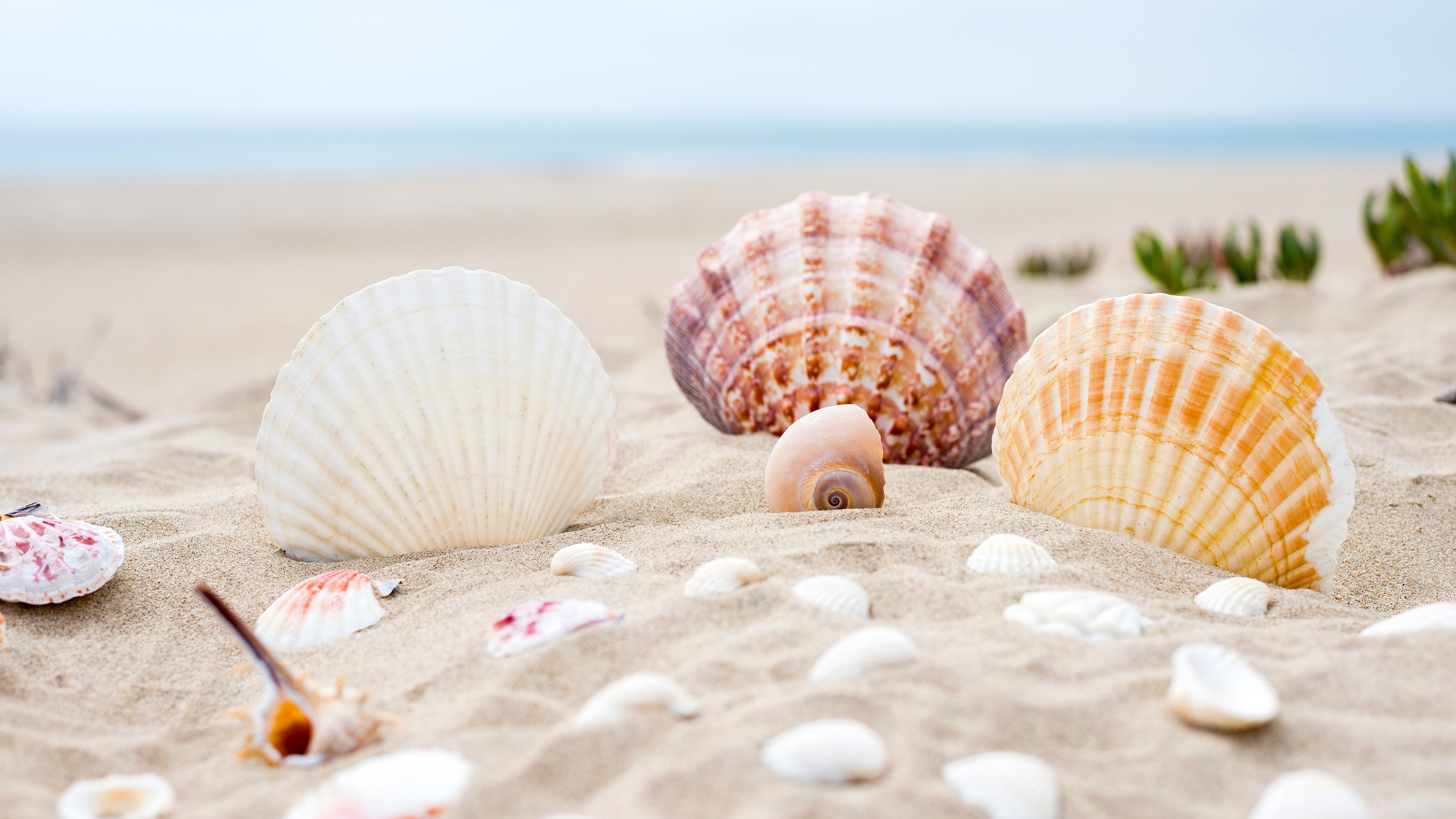 Sea Shell: Created by the molluscs that use them for protection. 3840x2160 4K Background.