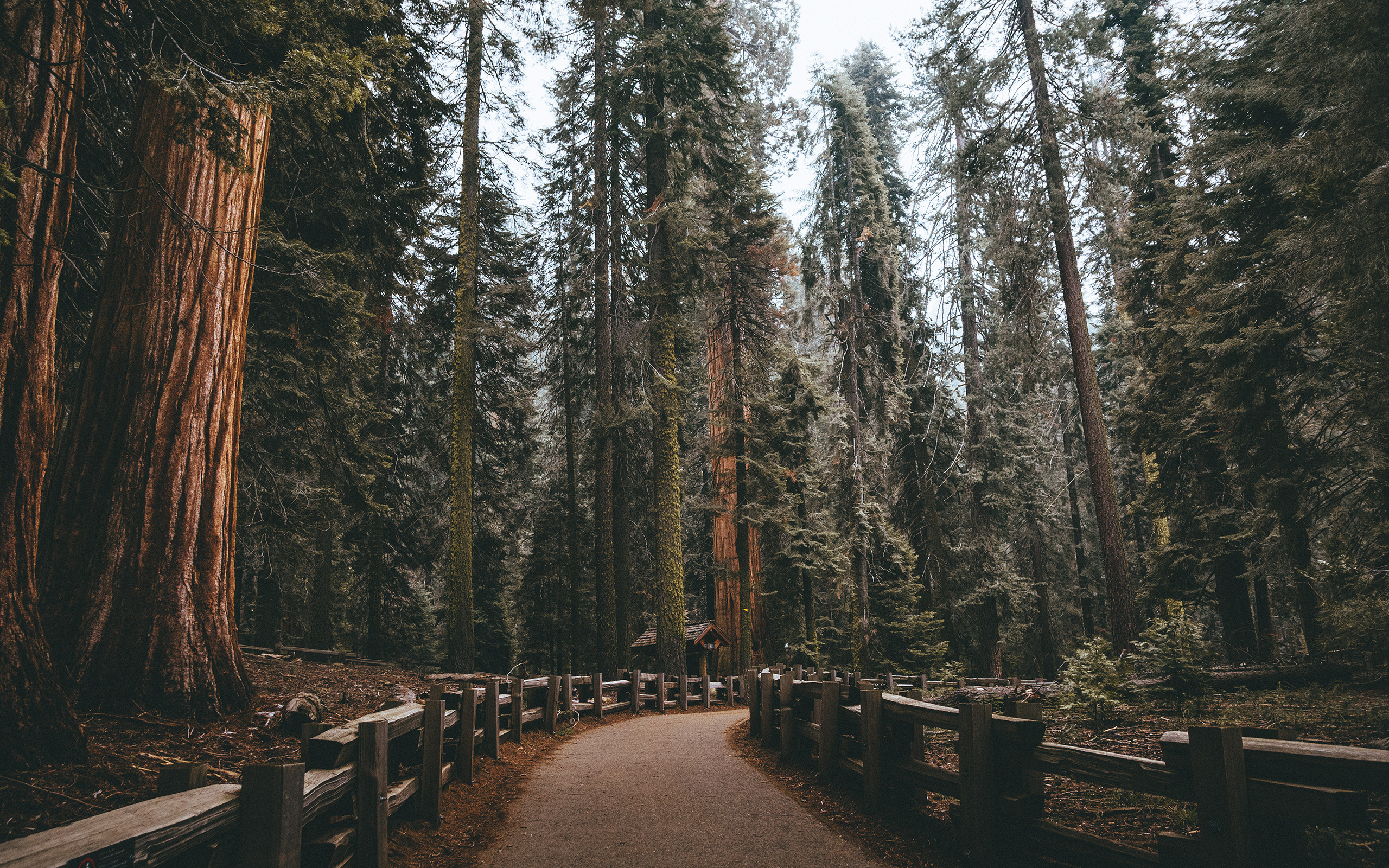 Redwood National Park, Nature park fence, Tall redwood trees, Tranquil atmosphere, 2560x1600 HD Desktop