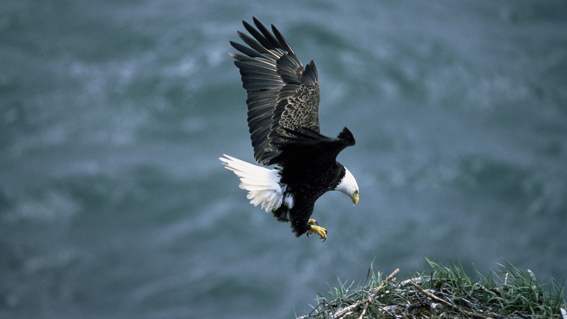 Bald Eagle, Striking backgrounds, Nature's might, Aerial prowess, 1920x1080 Full HD Desktop