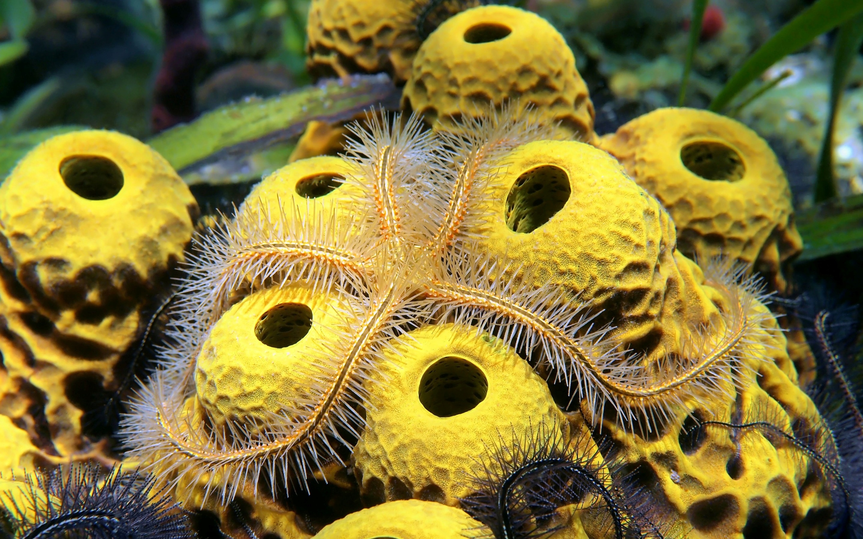 Sea Sponge: Starfish, Have unspecialized cells that can transform into other types. 2880x1800 HD Wallpaper.