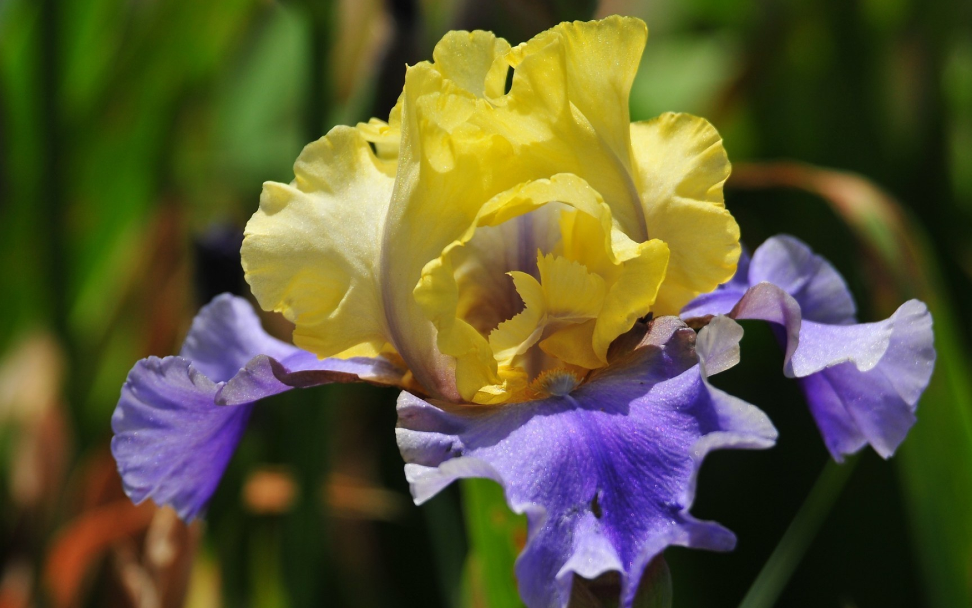 Iris flower wallpaper, Nature's delight, Blossoming beauty, Colorful petals, 1920x1200 HD Desktop