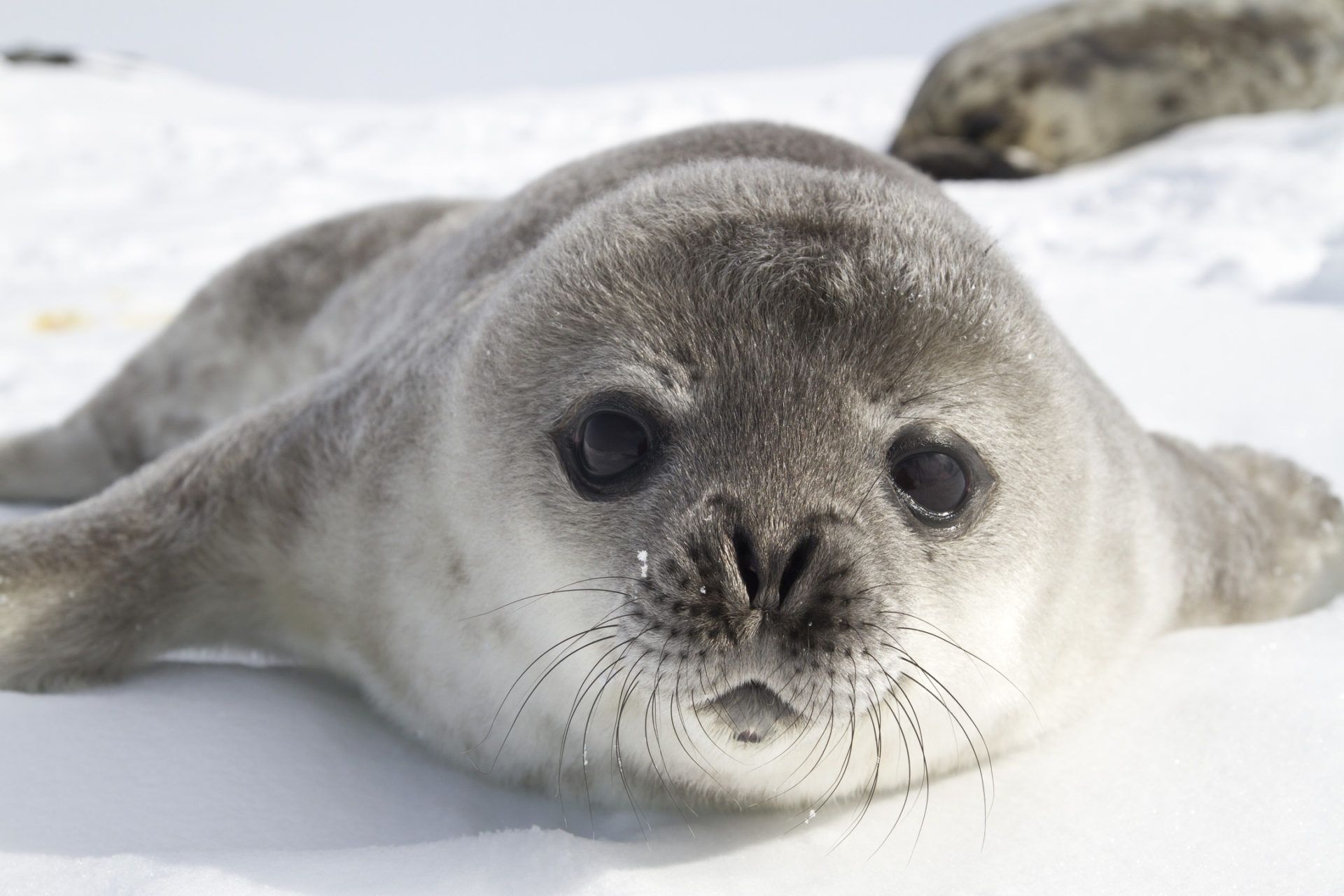 Cute seal portrait, Playful marine mammal, Oceanic wildlife, Coastal creature, 1920x1280 HD Desktop