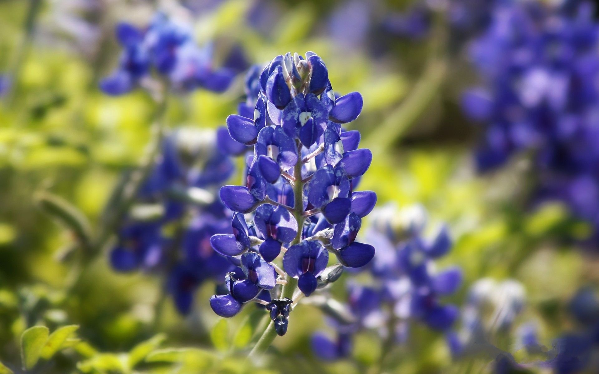 Stunning bluebonnet wallpaper, Nature's masterpiece, Texas wildflowers, Blue hues, 1920x1200 HD Desktop