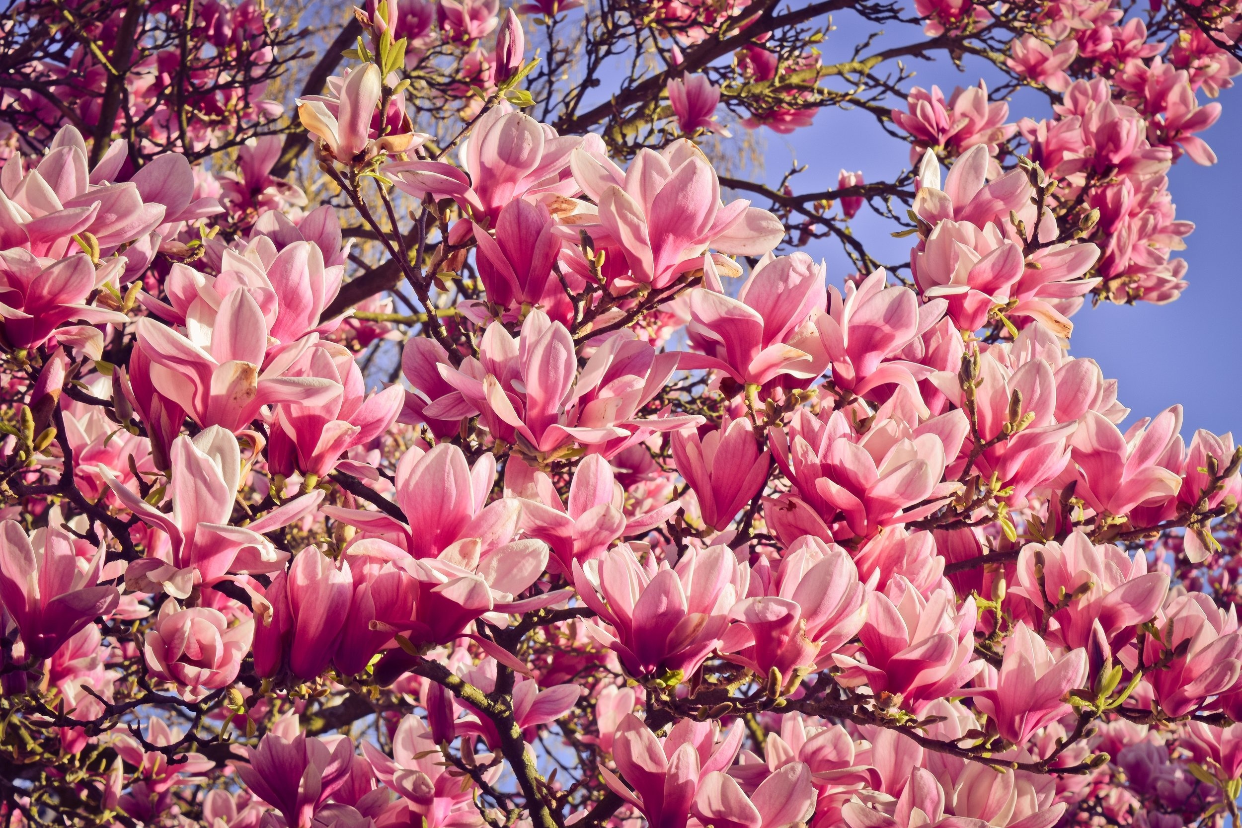 Spring blooms, Magnolia flowers, Lush landscapes, Nature's renewal, 2500x1670 HD Desktop