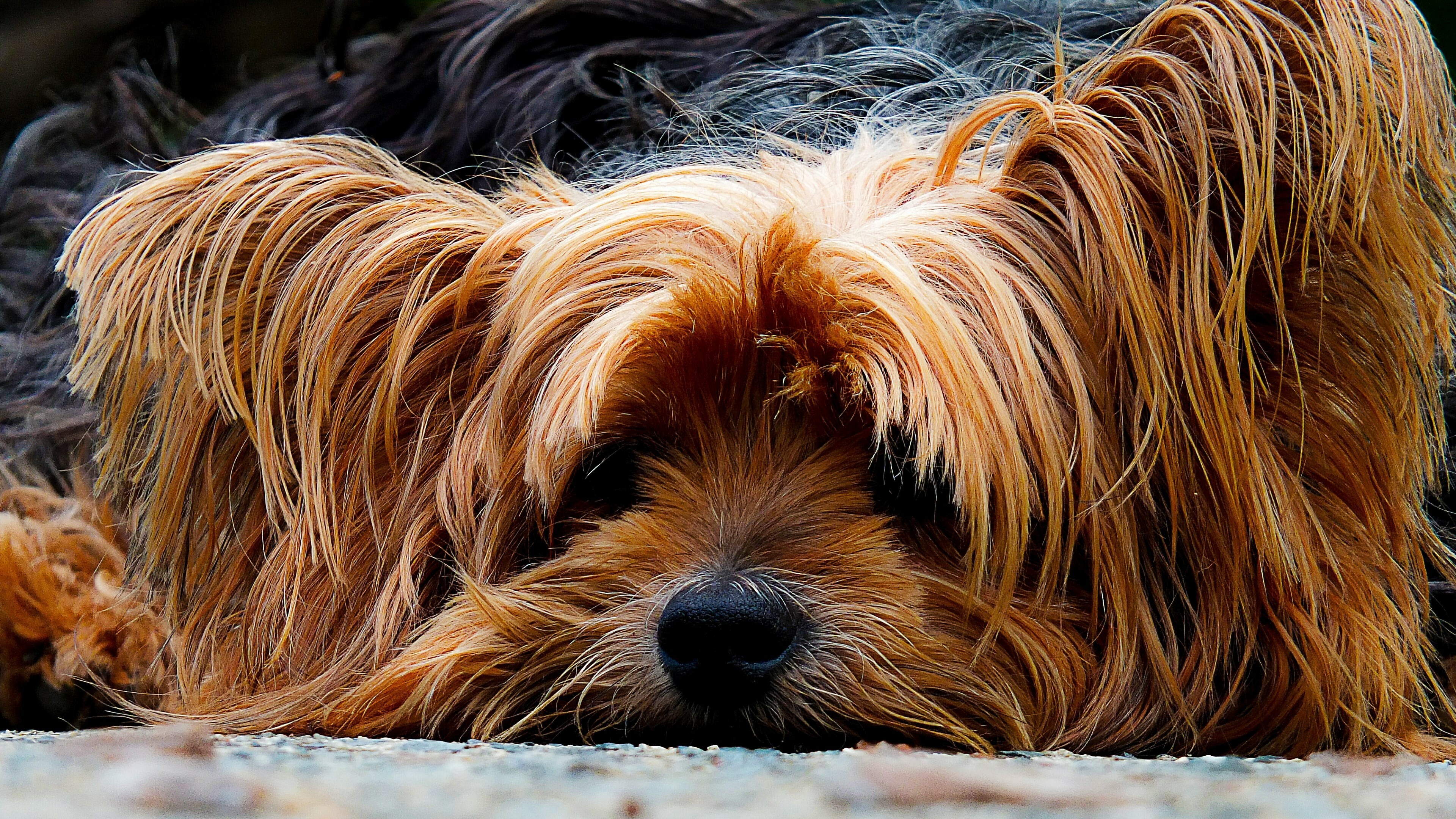 Yorkshire Terrier: The breed developed during the 19th century in Yorkshire, England. 3840x2160 4K Wallpaper.