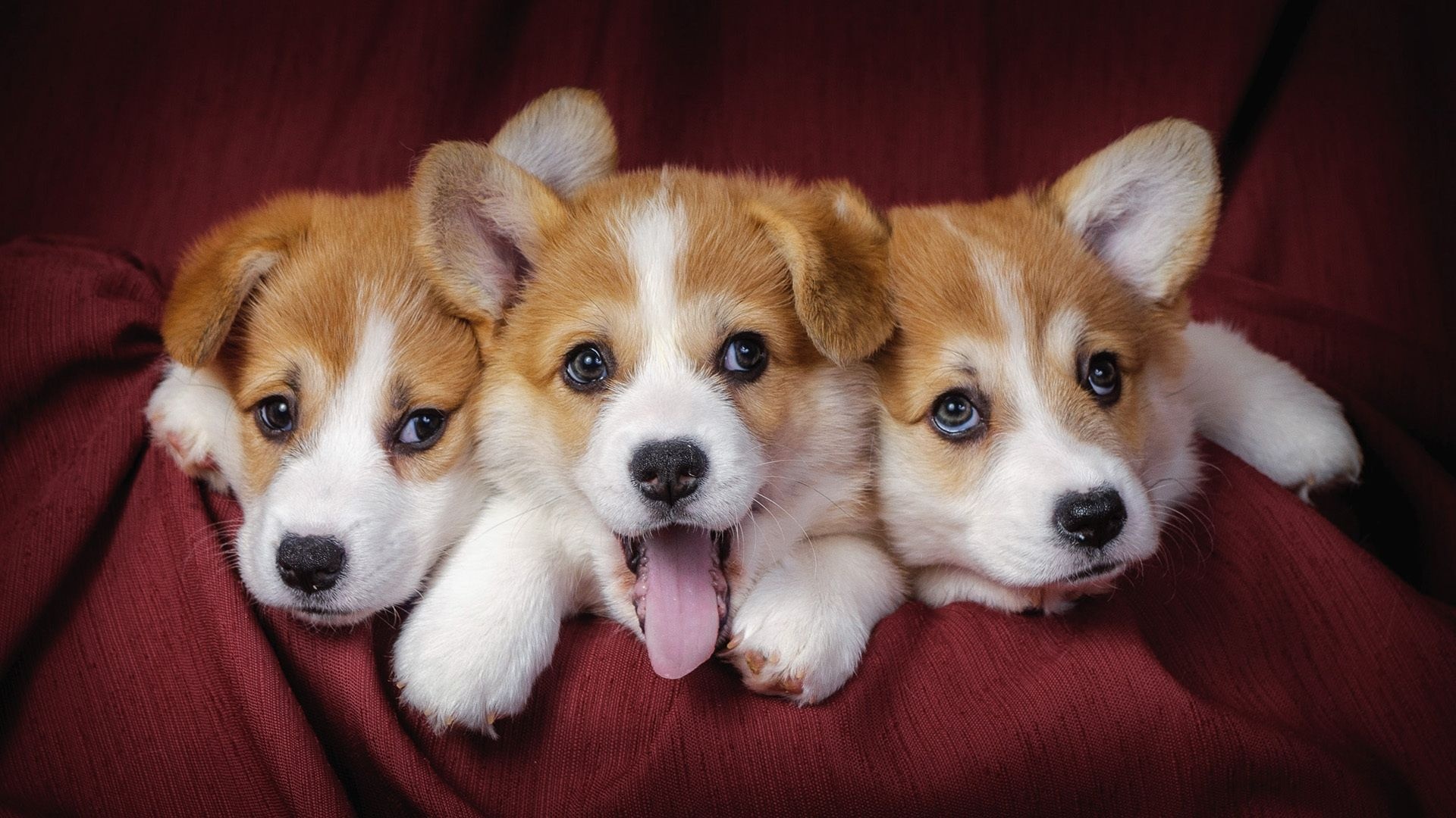Delightful dogs, Playful puppies, Irresistible charm, Heartwarming pets, 1920x1080 Full HD Desktop