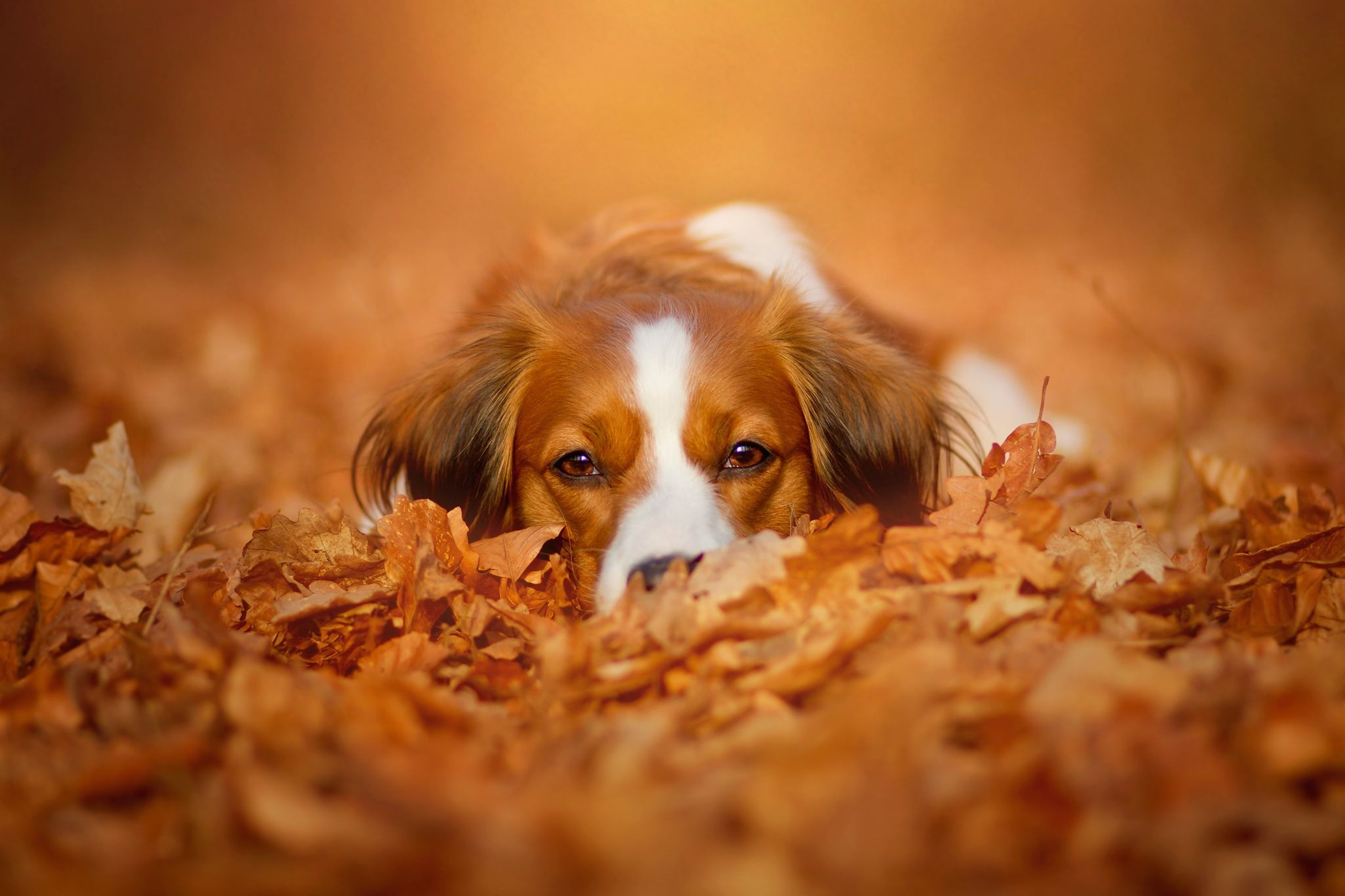 Aidi dog, Fall season, Adorable pet, Fall dog, 2050x1370 HD Desktop