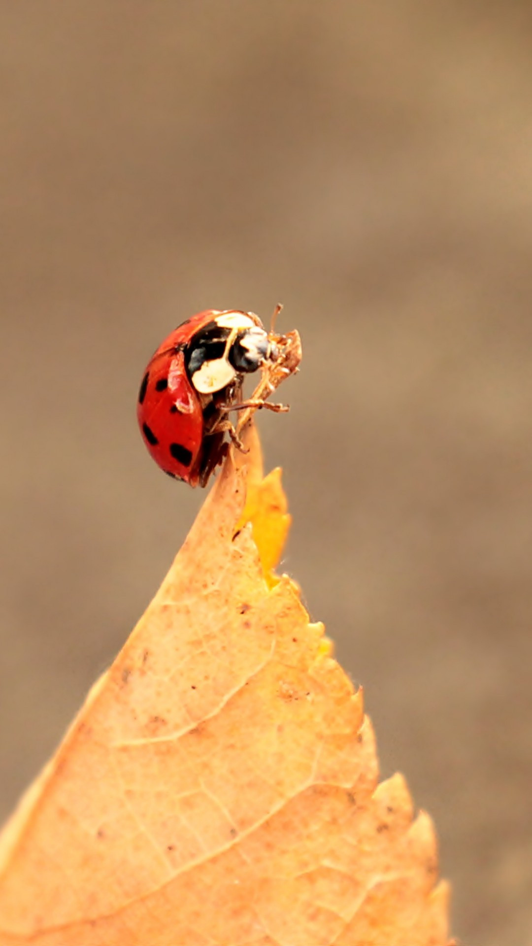 Ladybug leaf fall, Close-up photography, Nature's symmetry, Vibrant colors, 1080x1920 Full HD Phone