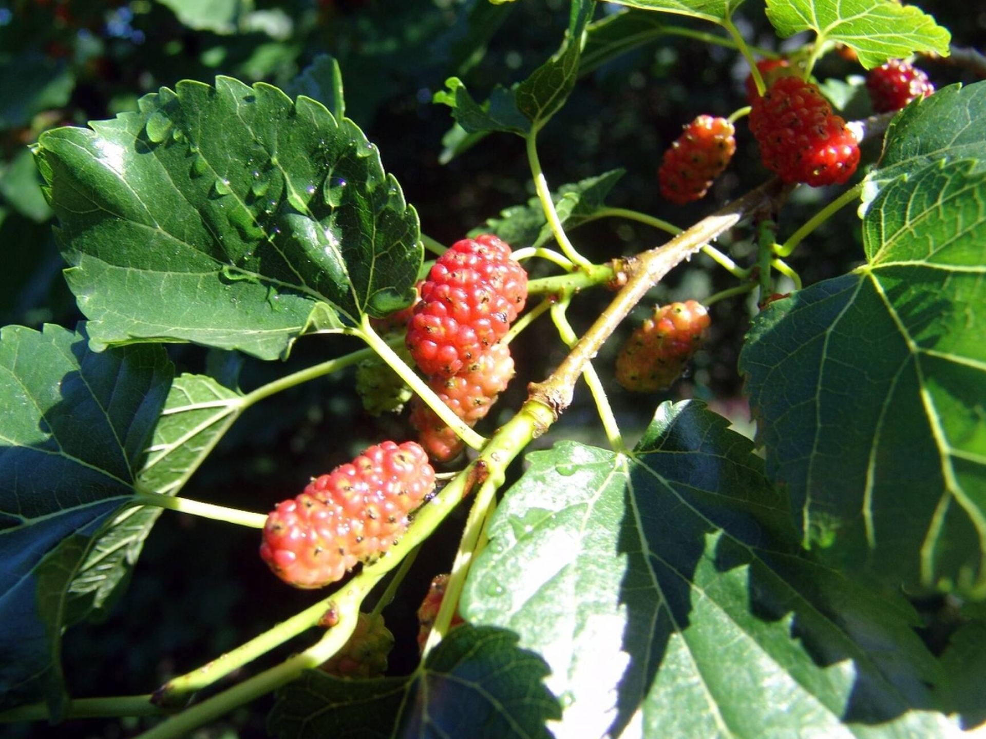 Mulberry berries image, High-quality photo, Berries close-up, Free pictures, 1920x1440 HD Desktop