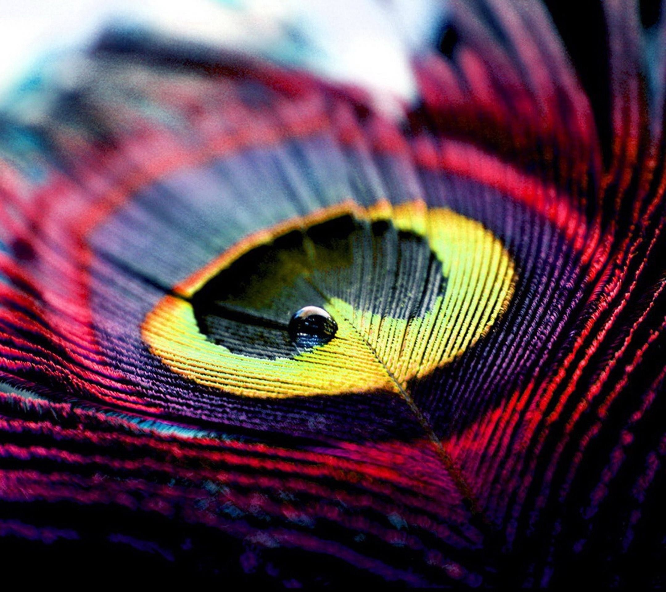 Feather: Peacock plumage, Known for their vibrant and iridescent colors. 2160x1920 HD Background.