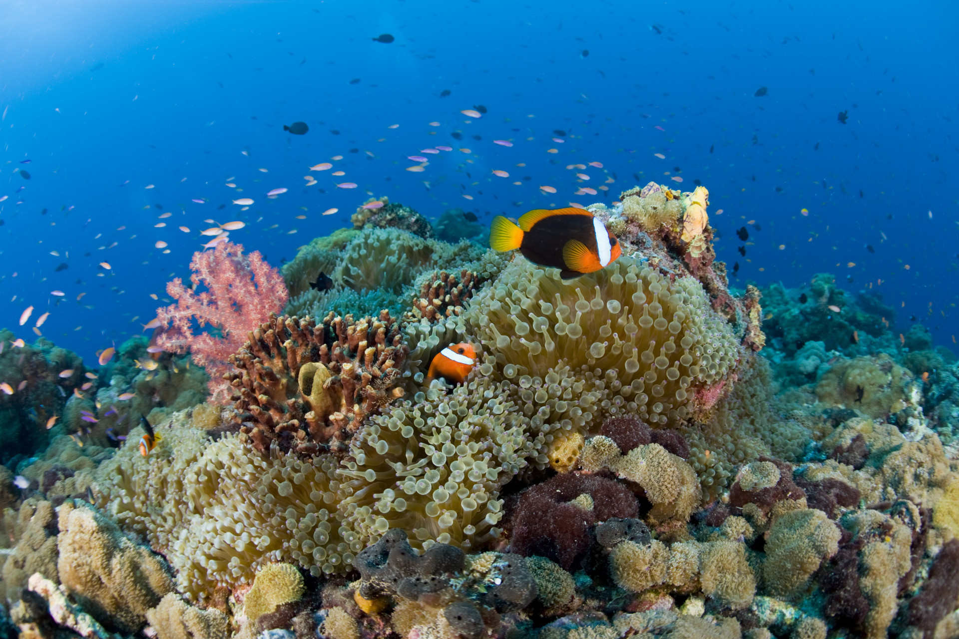 Coral reef paradise, Gudmundur Fridriksson's blog, World's snorkeling mecca, Breathtaking underwater wonder, 1920x1280 HD Desktop